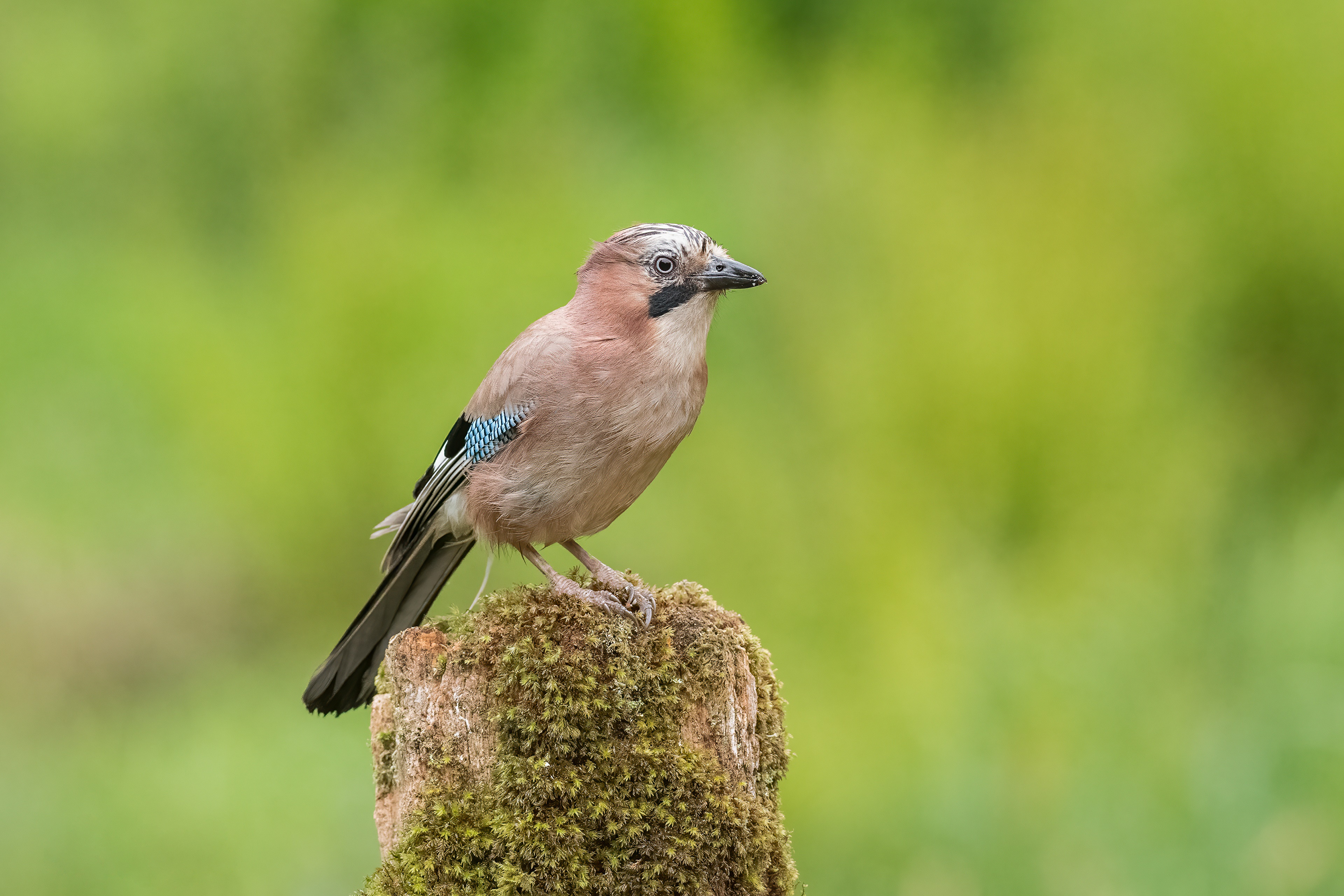 4K Jay bird on a mossy tree stump HD Wallpaper