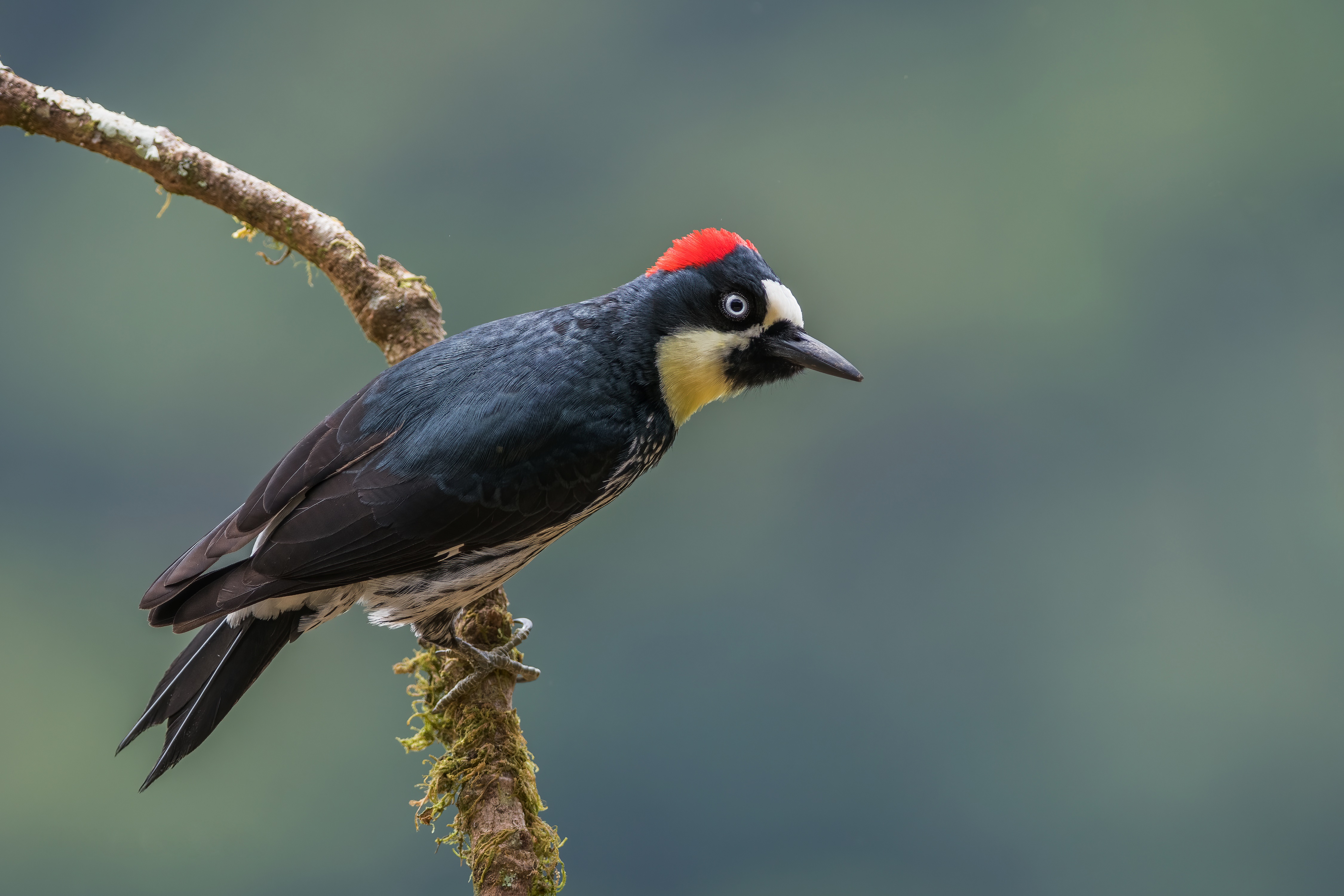 4K Acorn Woodpecker Woodpecker Birds HD Wallpaper Rare Gallery 4K Acorn Woodpecker Woodpecker Birds HD Wallpaper Rare Gallery