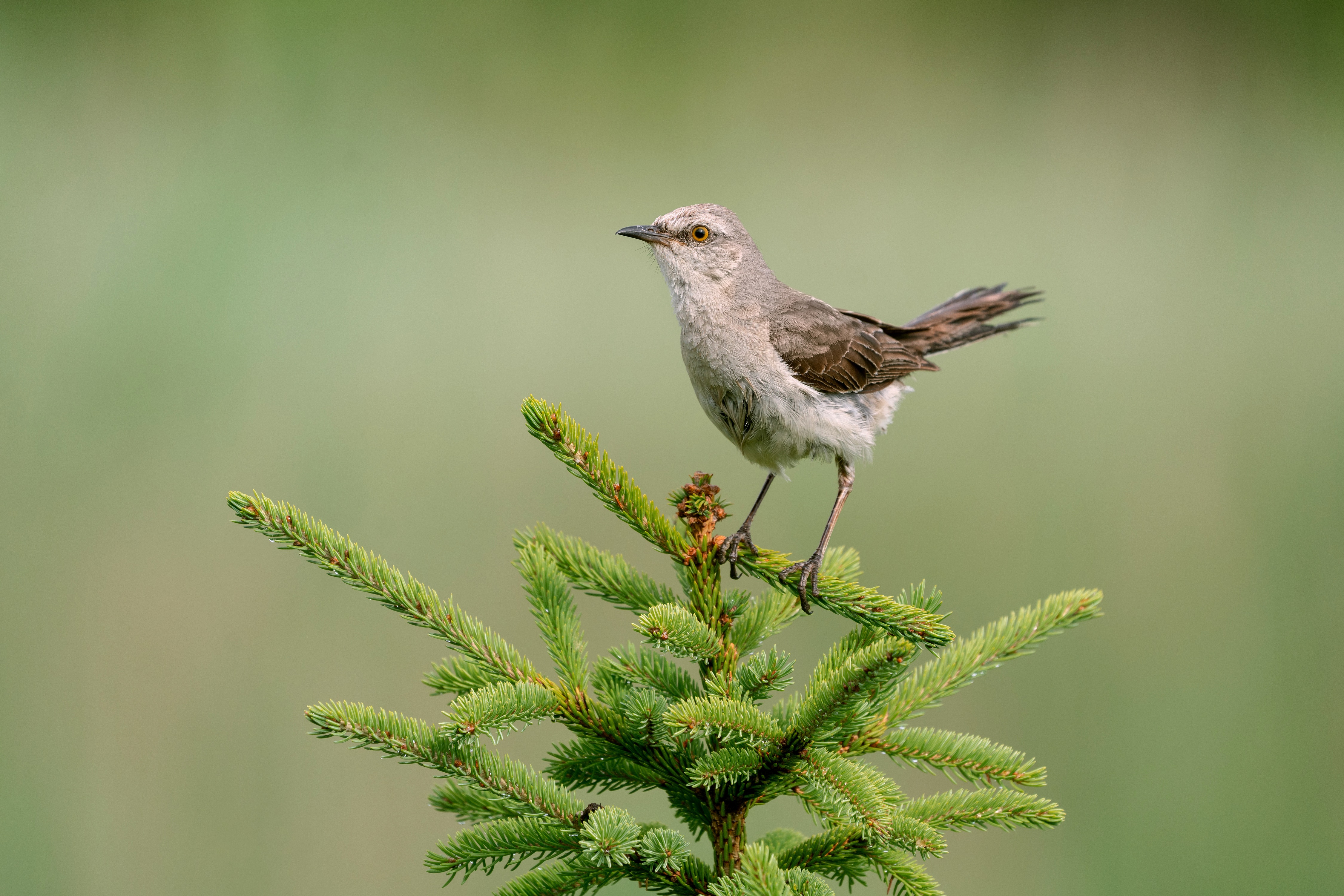Northern Mockingbird on a Fir Tree HD Wallpaper