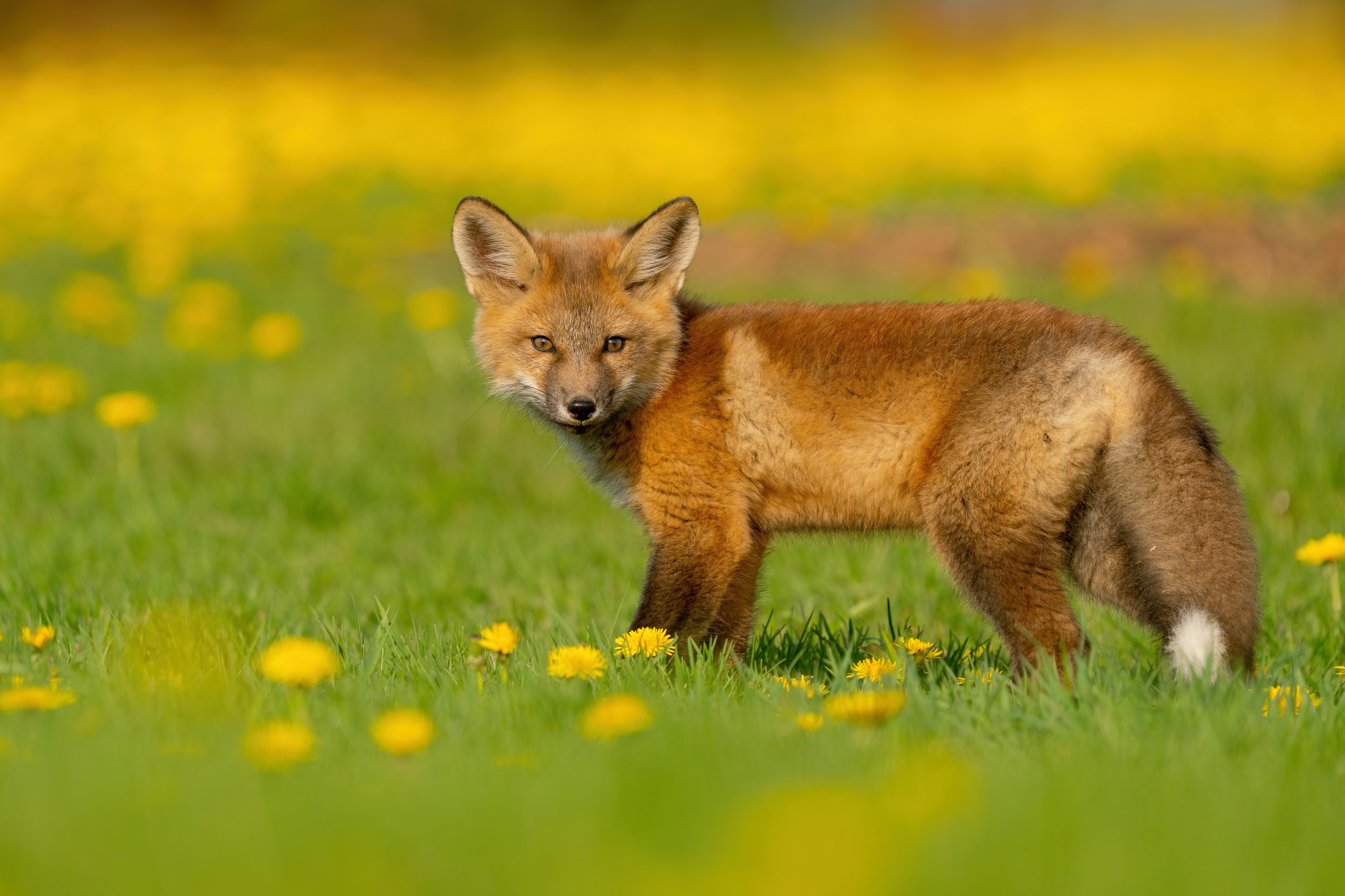 Red Fox Cub in Field of Dandelions HD Wallpaper