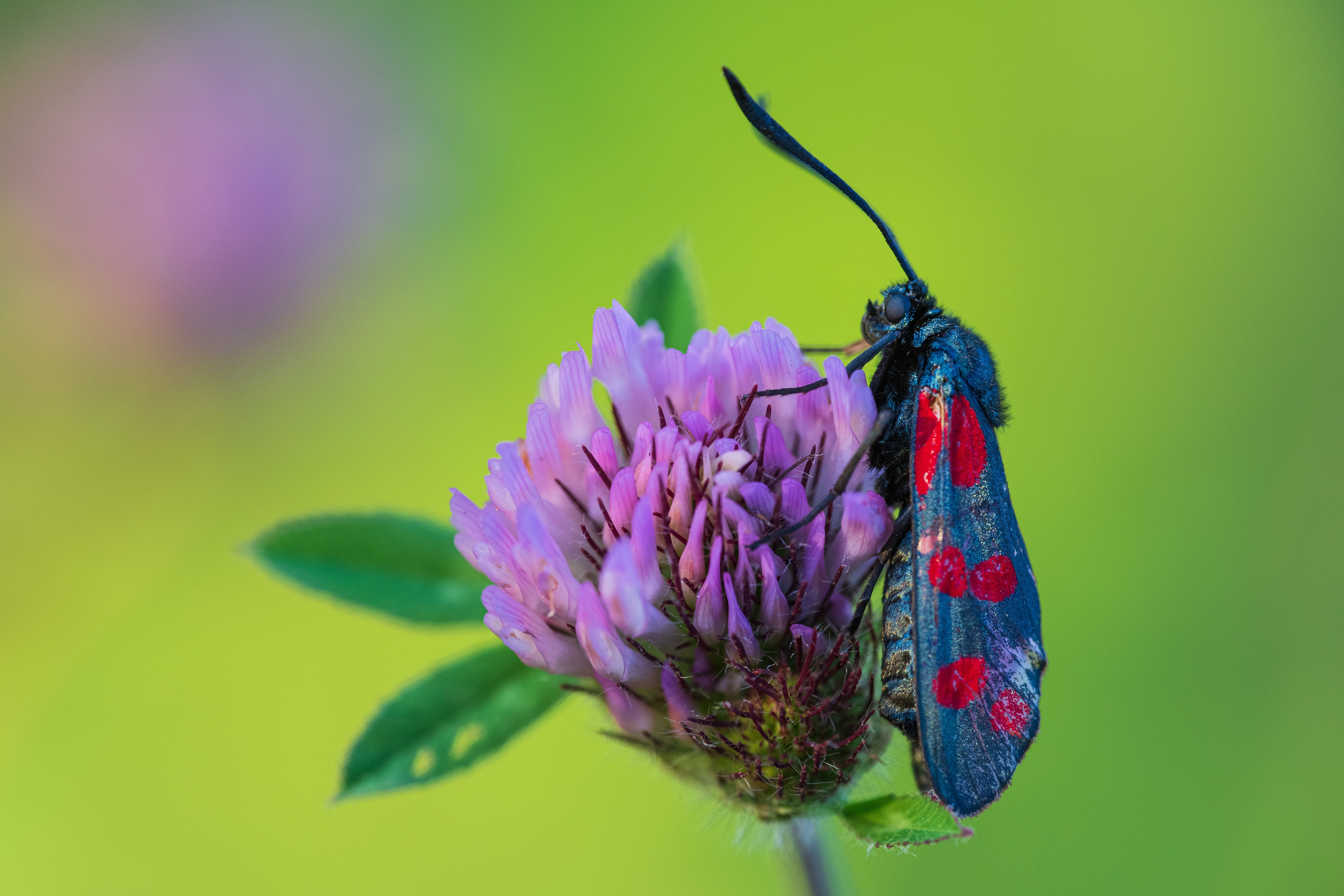 Zygaena filipendulae moth on purple clover flower HD Wallpaper