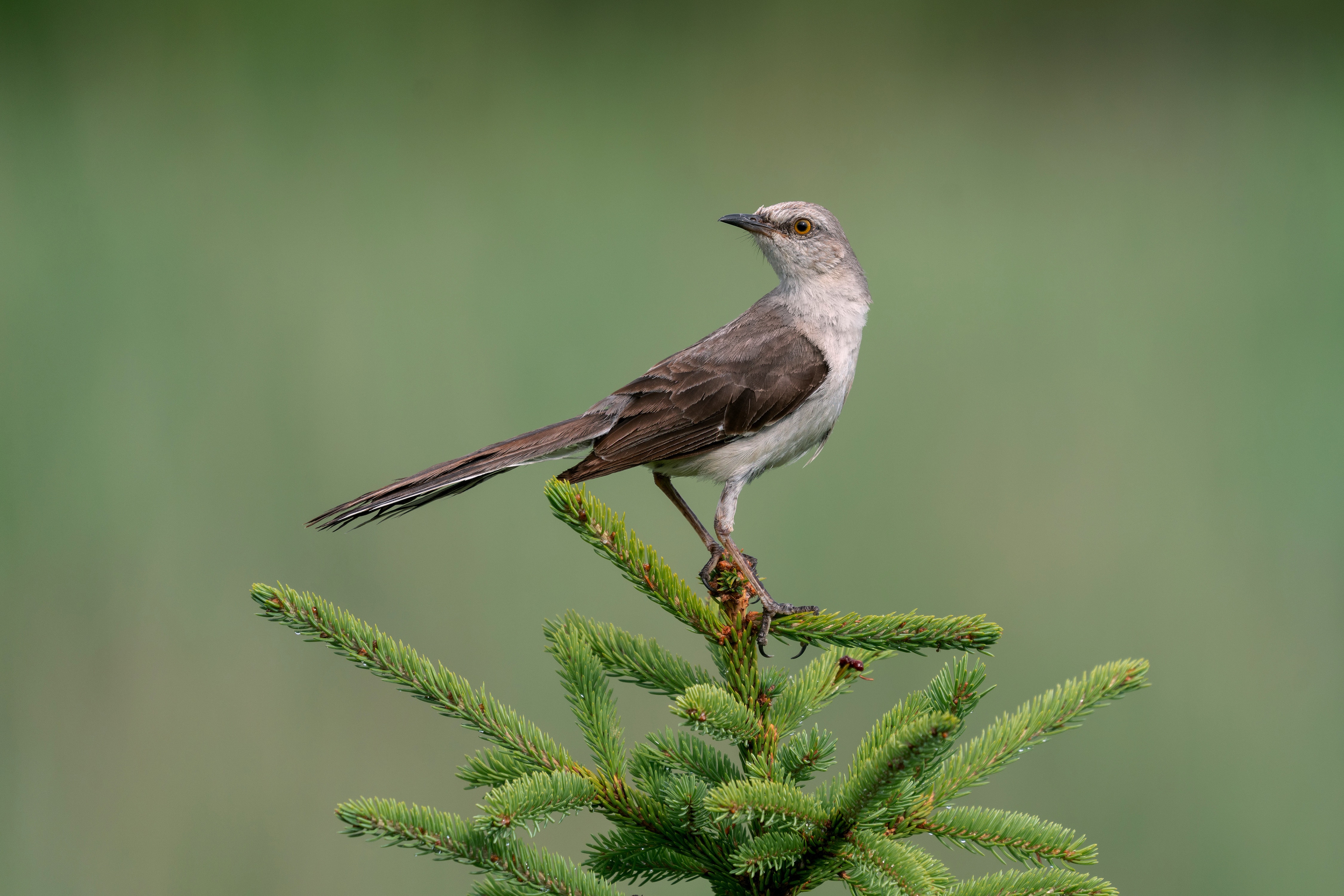 4K Northern Mockingbird on Pine Branch HD Wallpaper