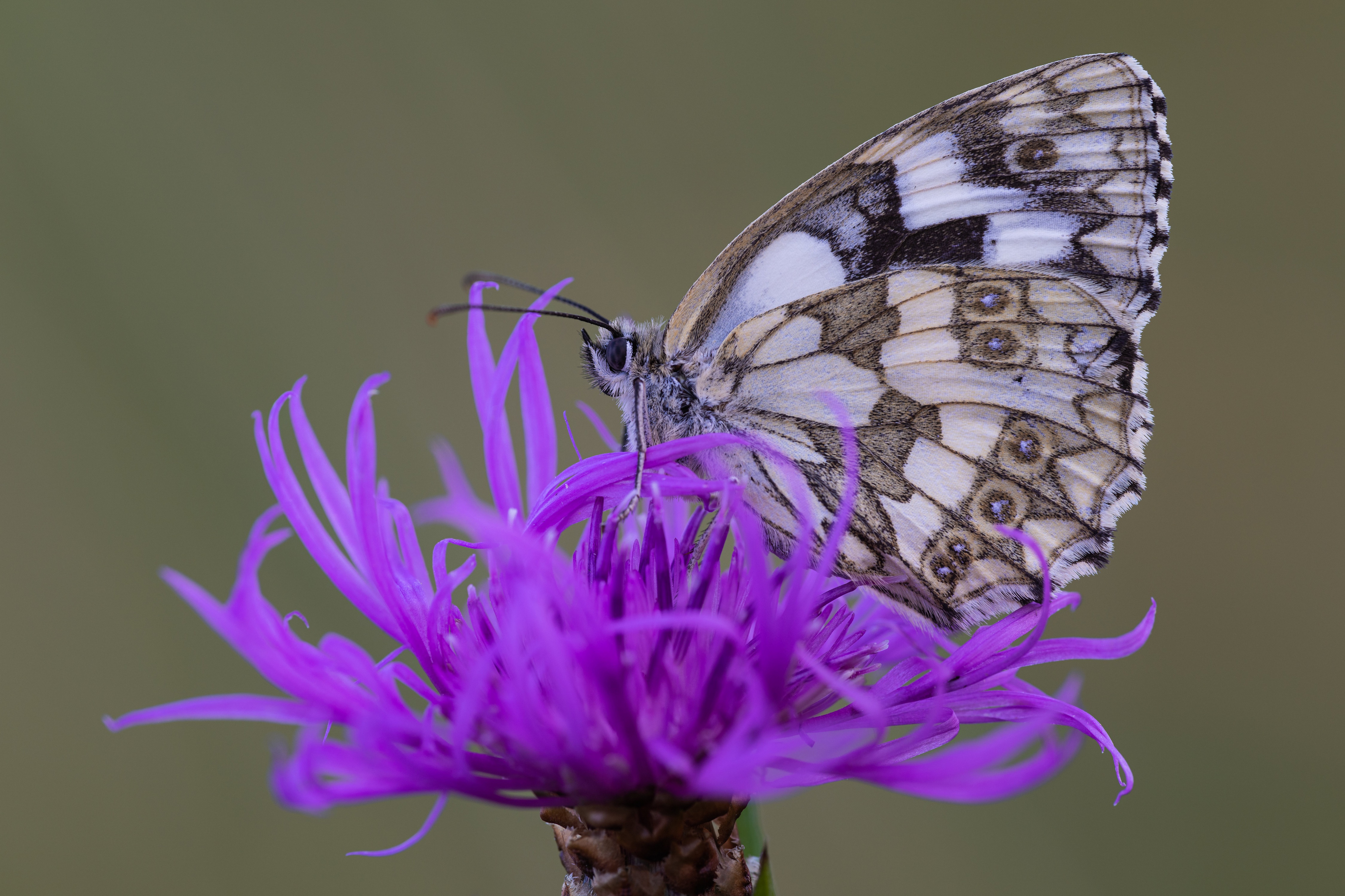 Melanargia galathea butterfly on a purple flower HD Wallpaper