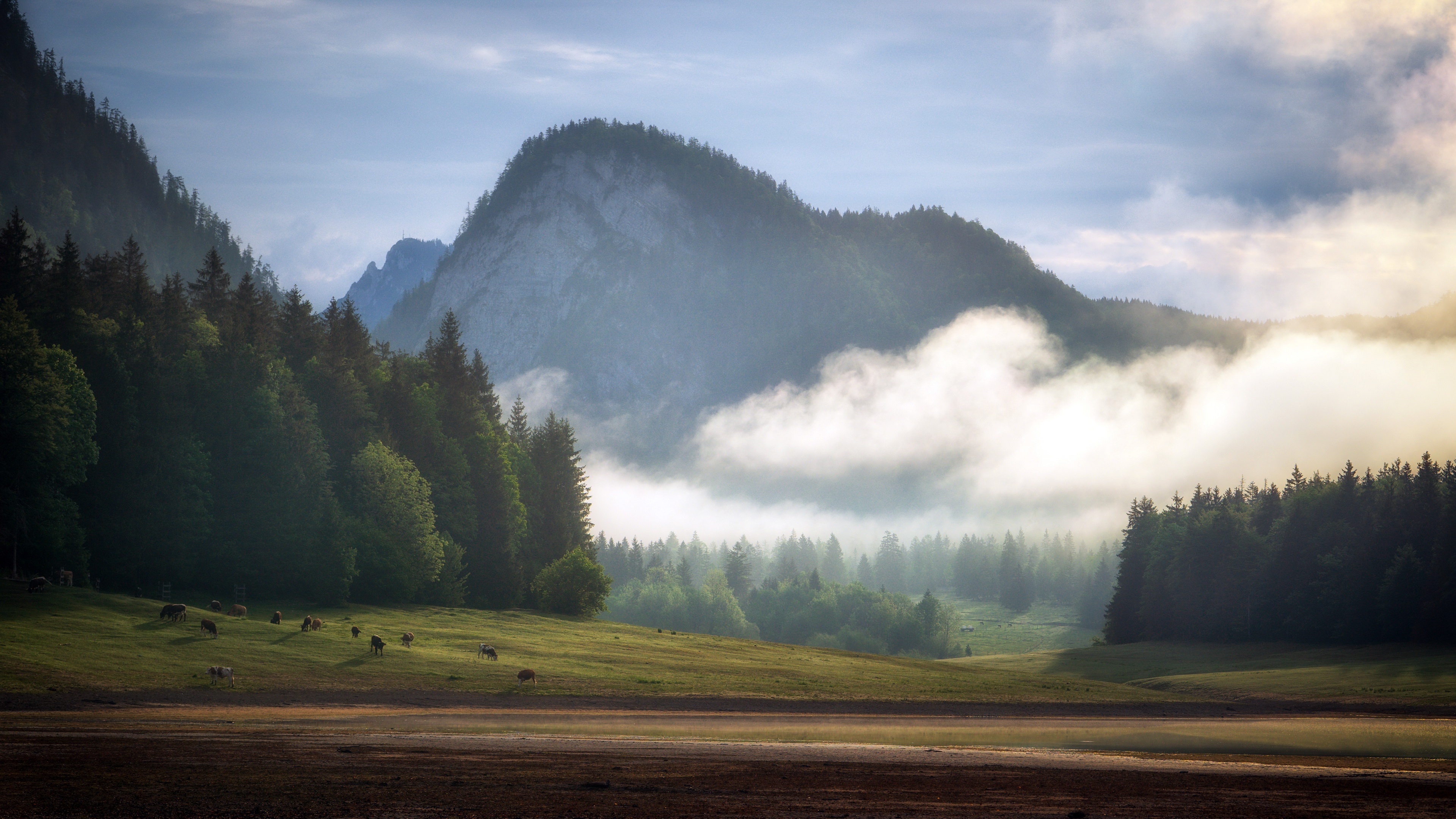 4K Mountains, Forests, and Cows in Fog HD Wallpaper