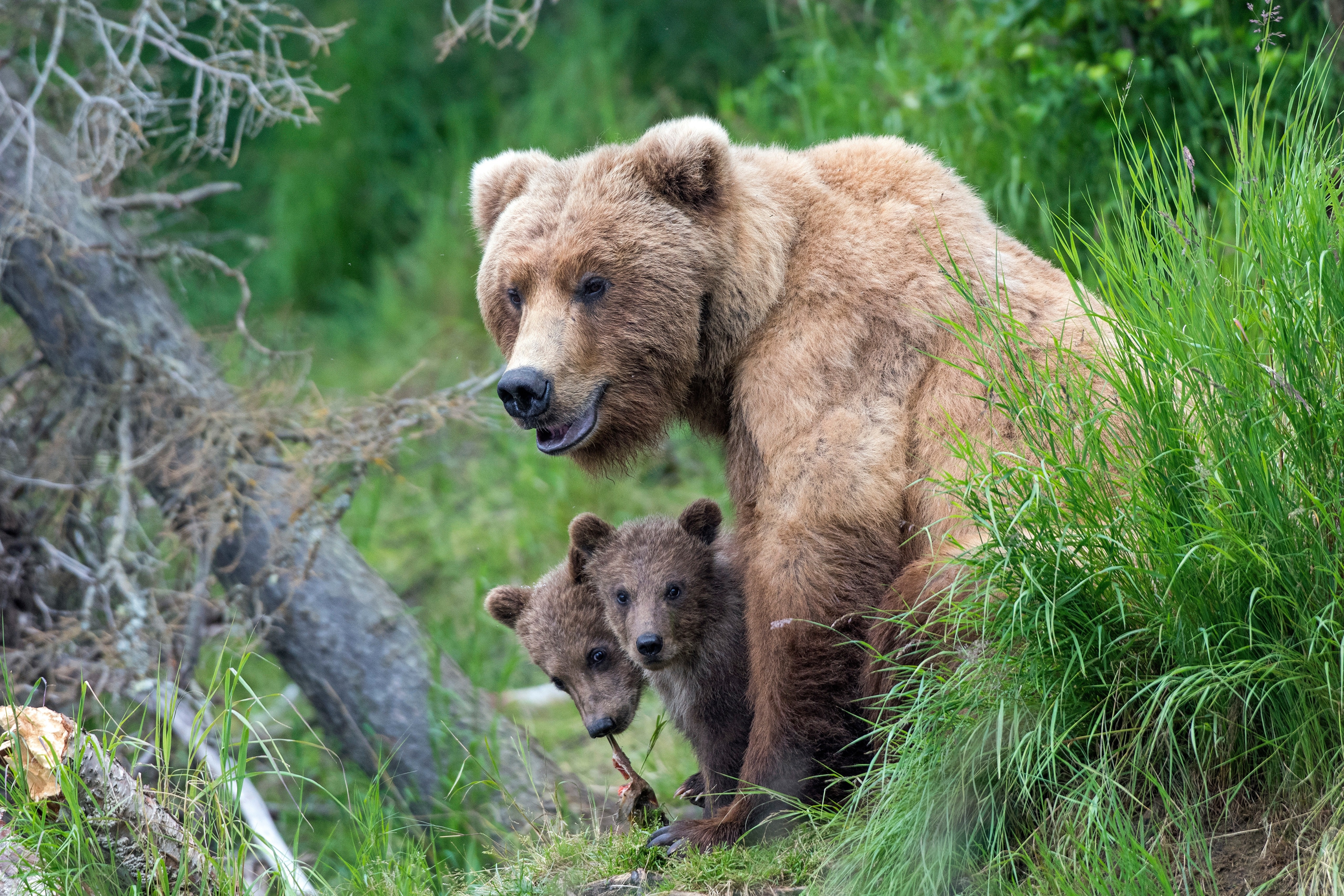 Brown Bears with Cubs in Greenery HD Wallpaper