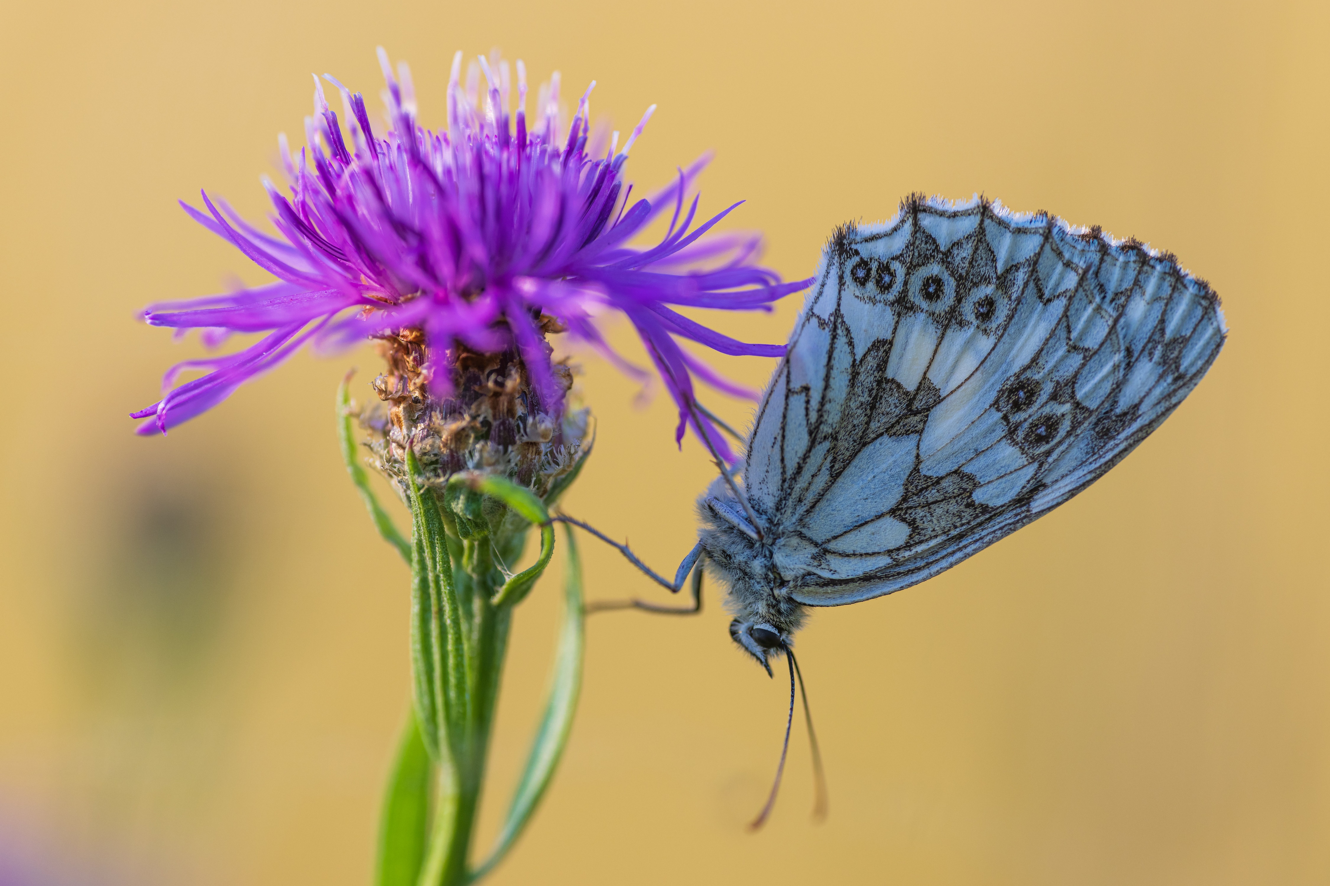 Melanargia galathea butterfly on a purple flower HD Wallpaper