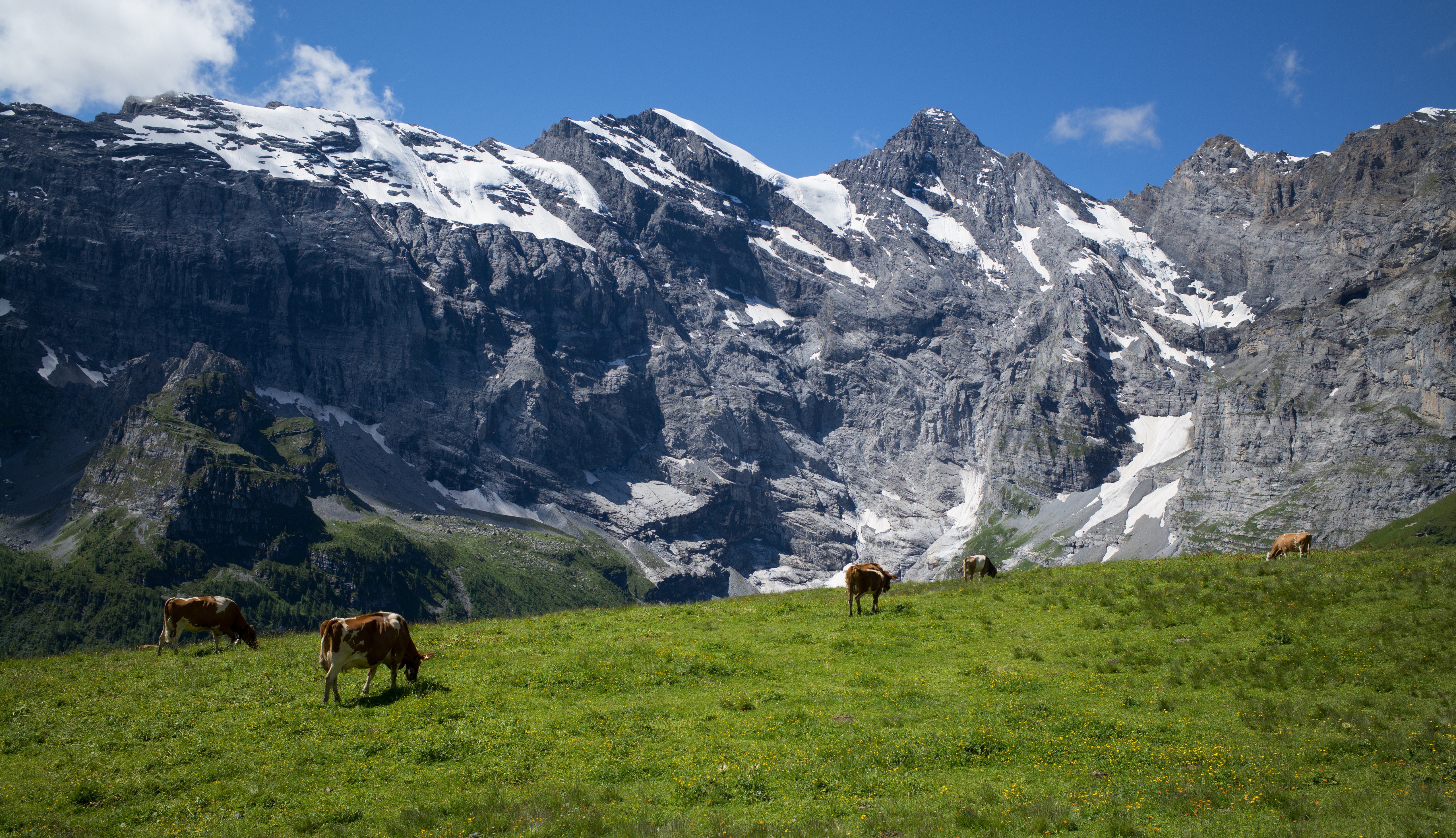 Cows grazing in Swiss Alps near Gimmelwald HD Wallpaper