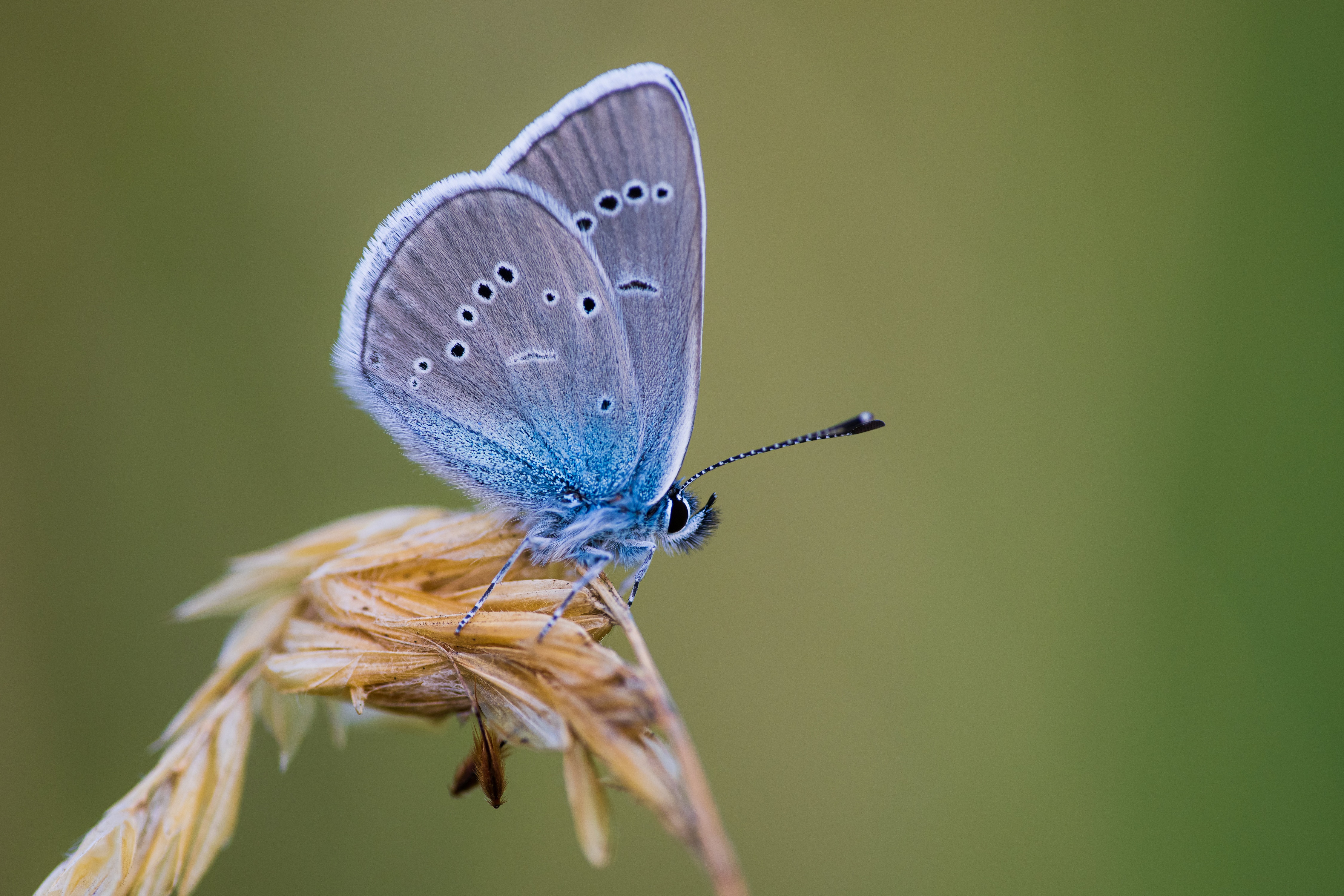4K Polyommatus semiargus butterfly on grass HD Wallpaper