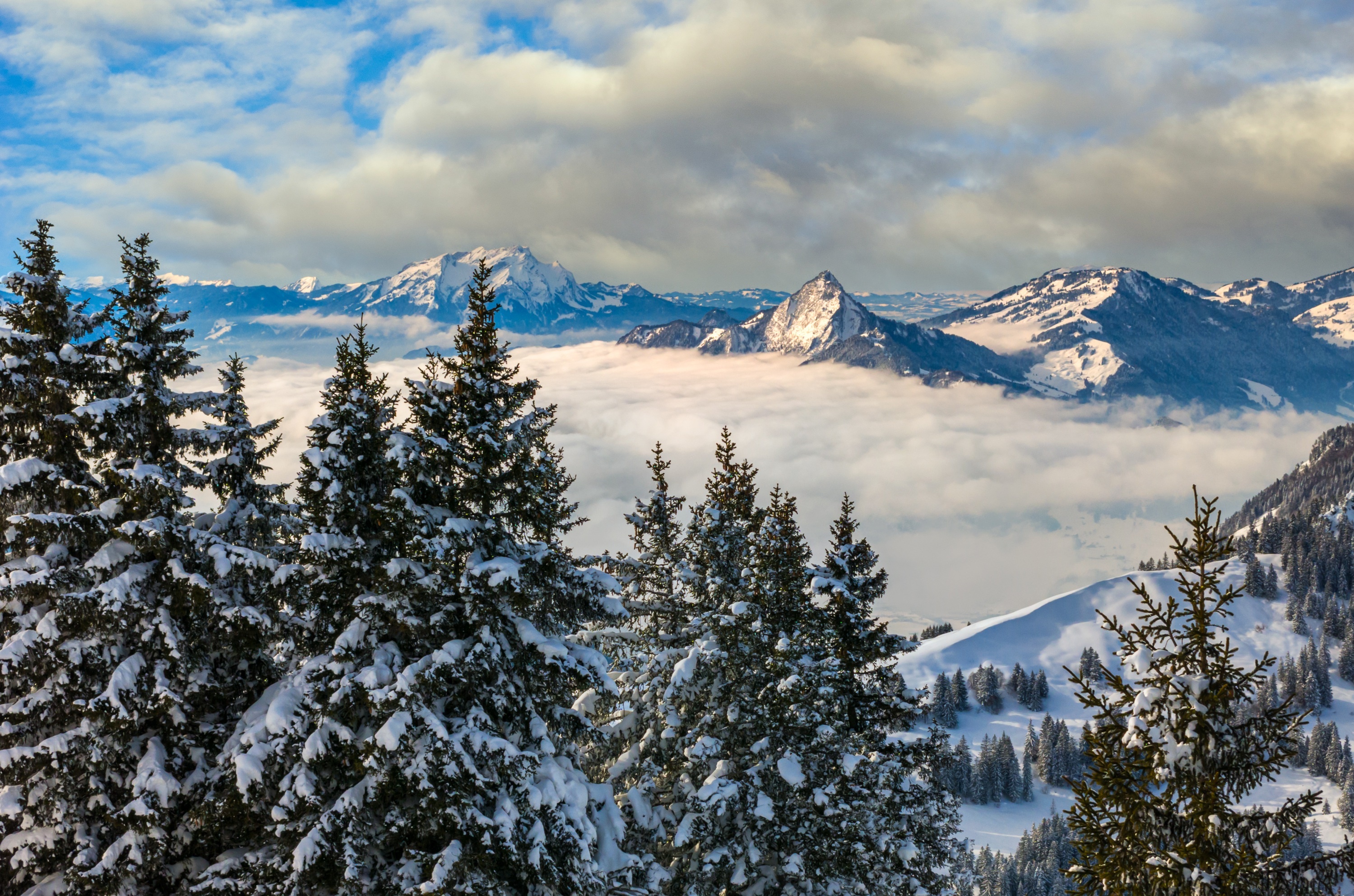 Snow-covered trees in front of foggy Alps mountains HD Wallpaper