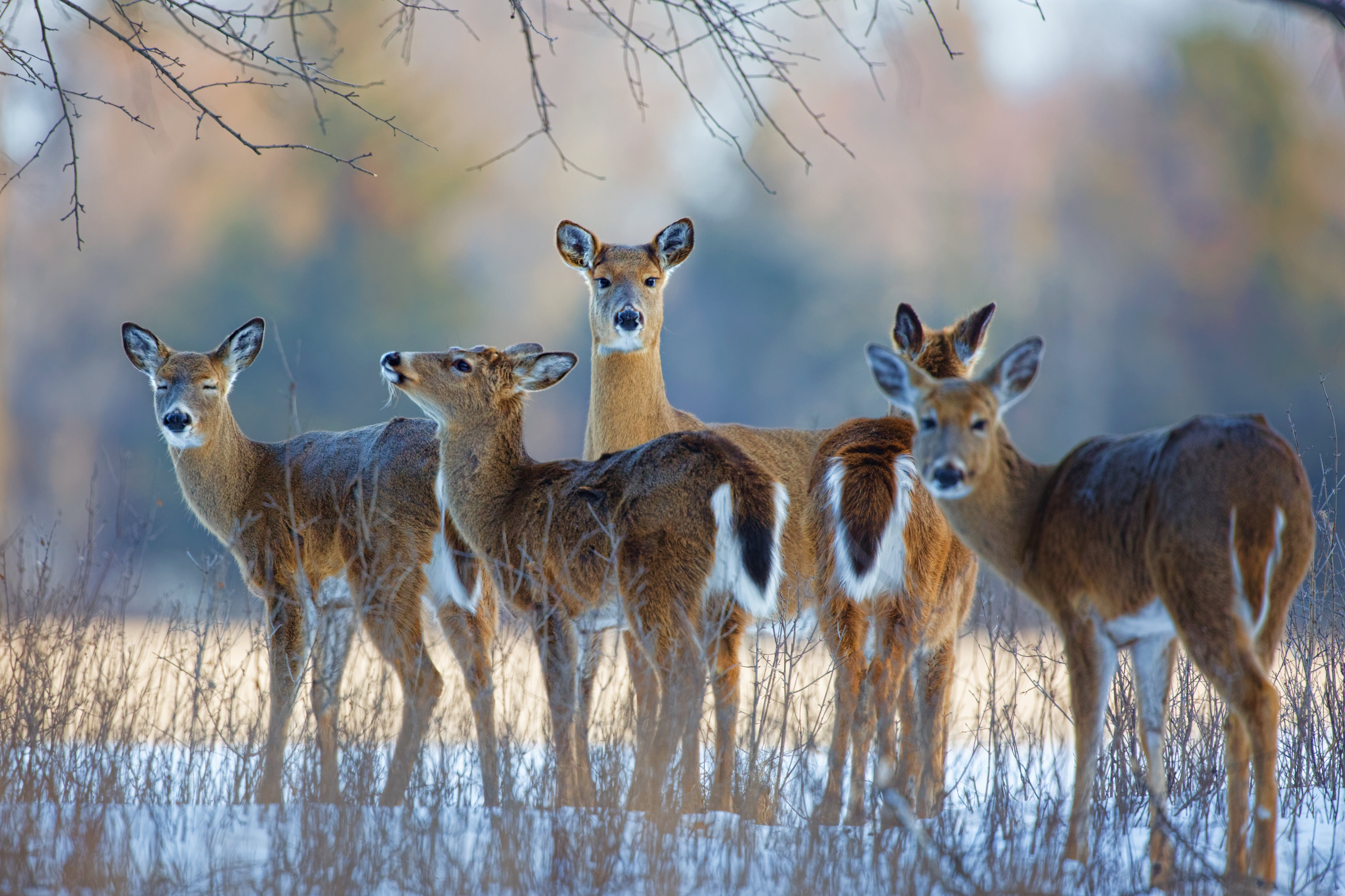 White-tailed deer in a snowy field HD Wallpaper