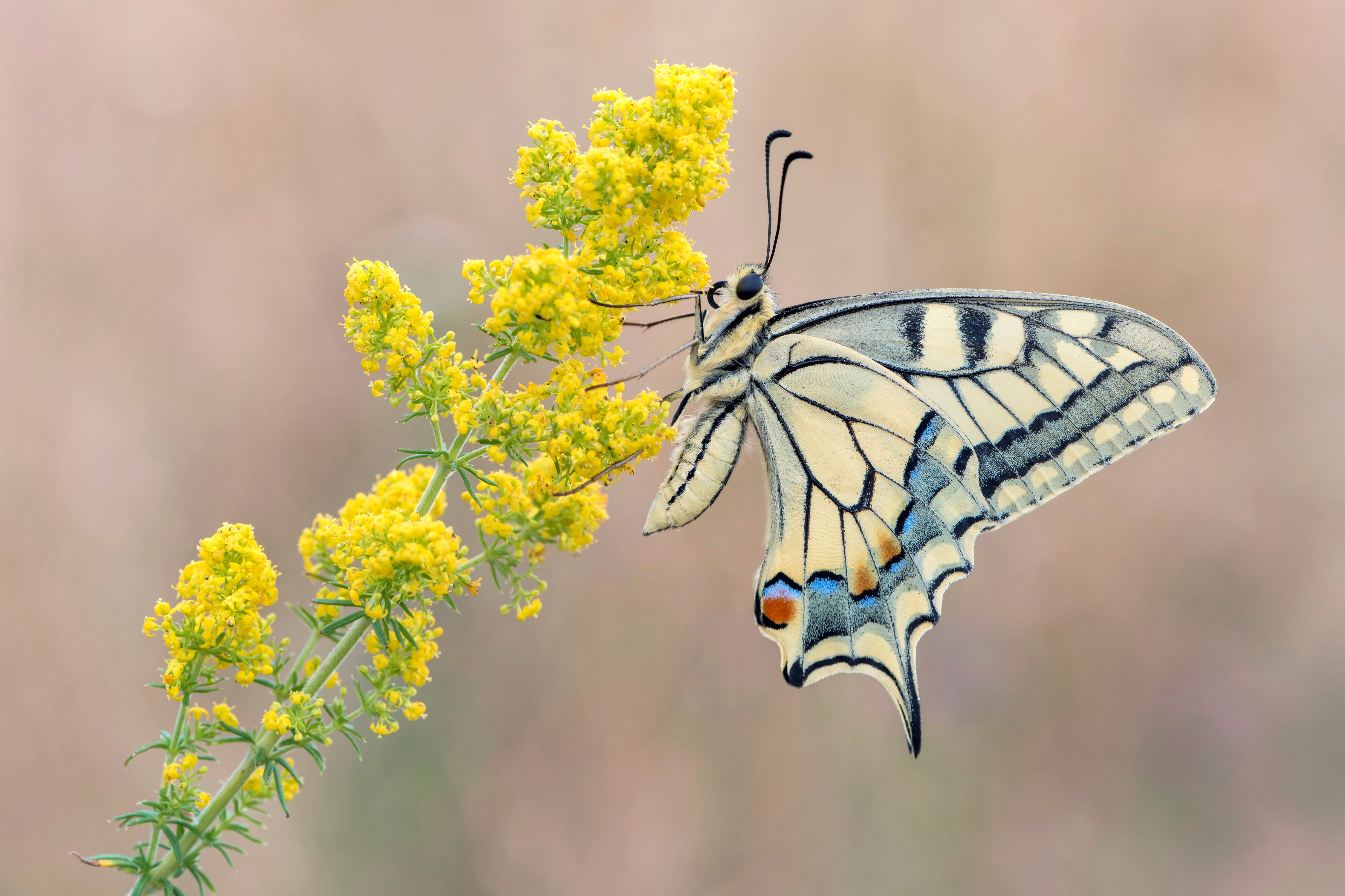 Swallowtail butterfly on yellow flowers HD Wallpaper