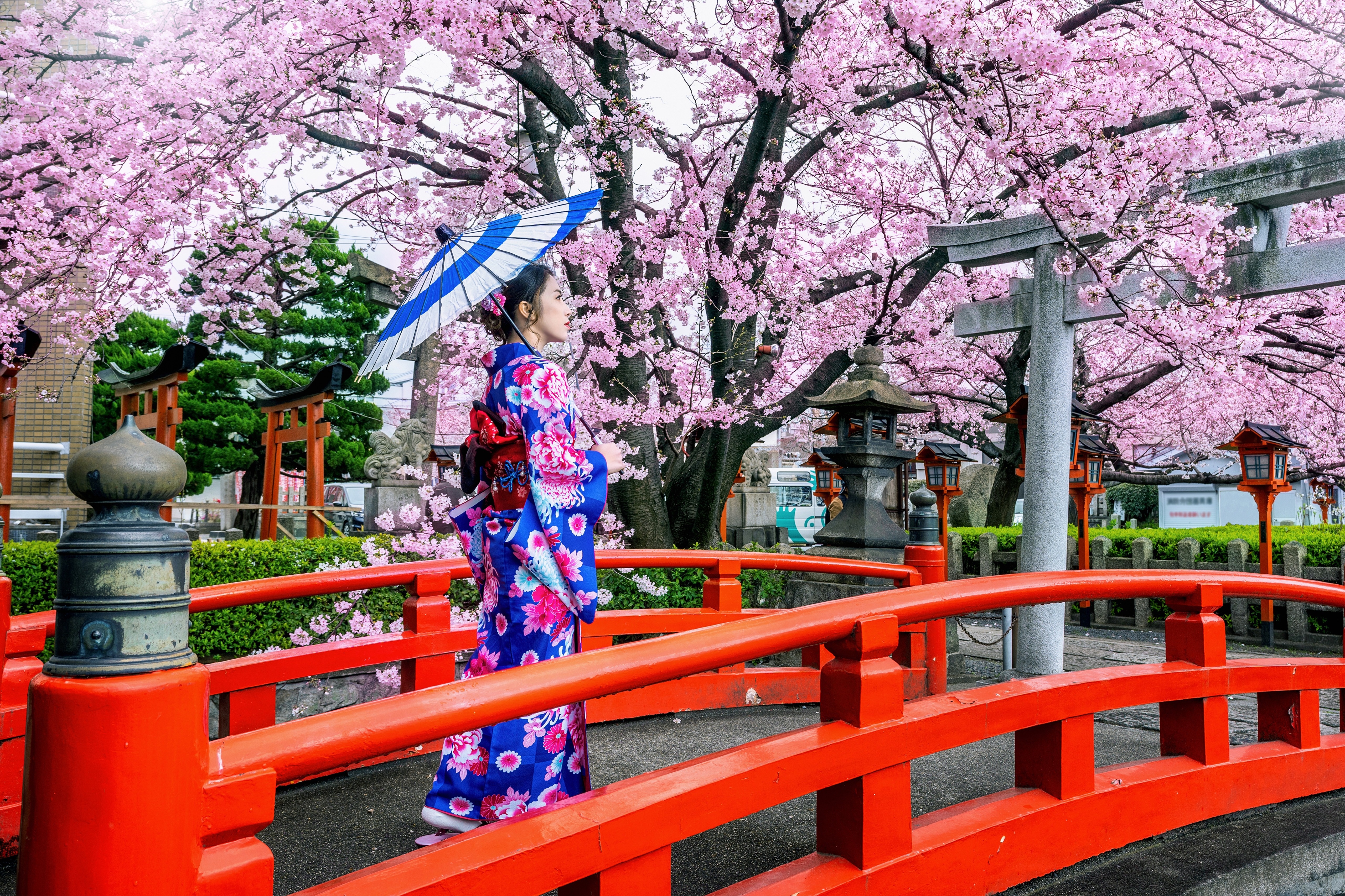 Woman in Kimono with Umbrella under Sakura Trees in Japan HD Wallpaper