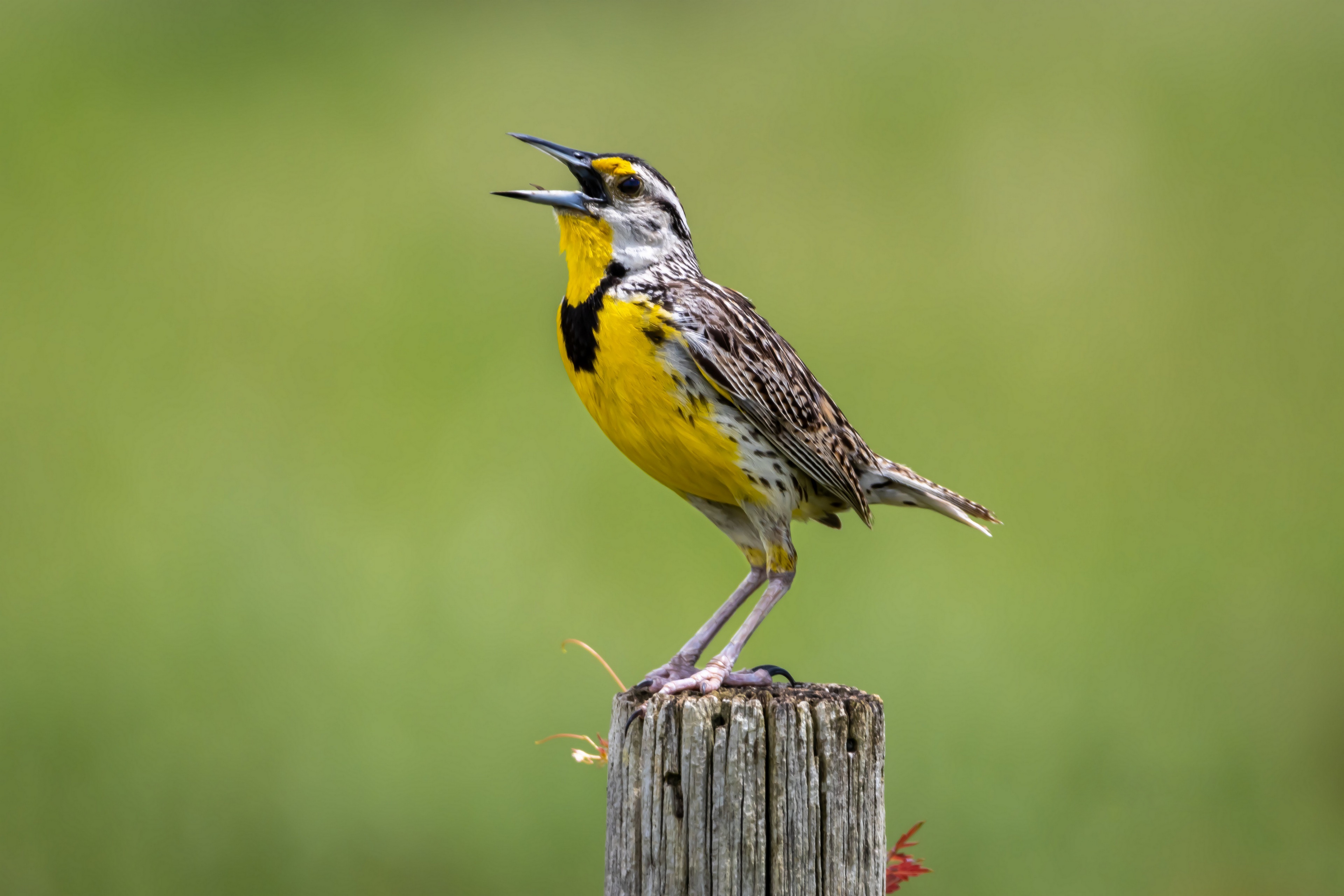 Western Meadowlark bird on a post HD Wallpaper