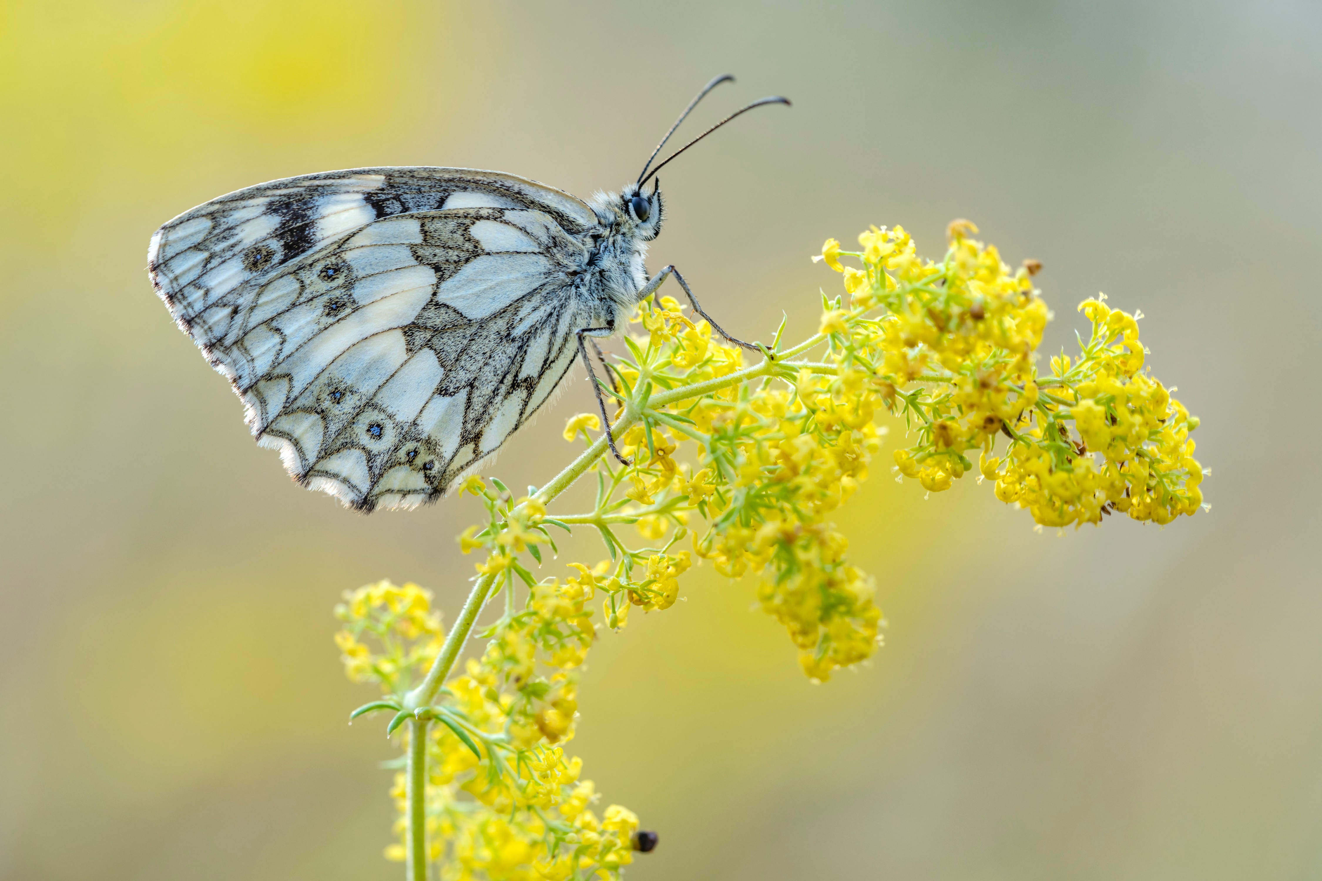 Melanargia galathea butterfly on yellow flowers HD Wallpaper