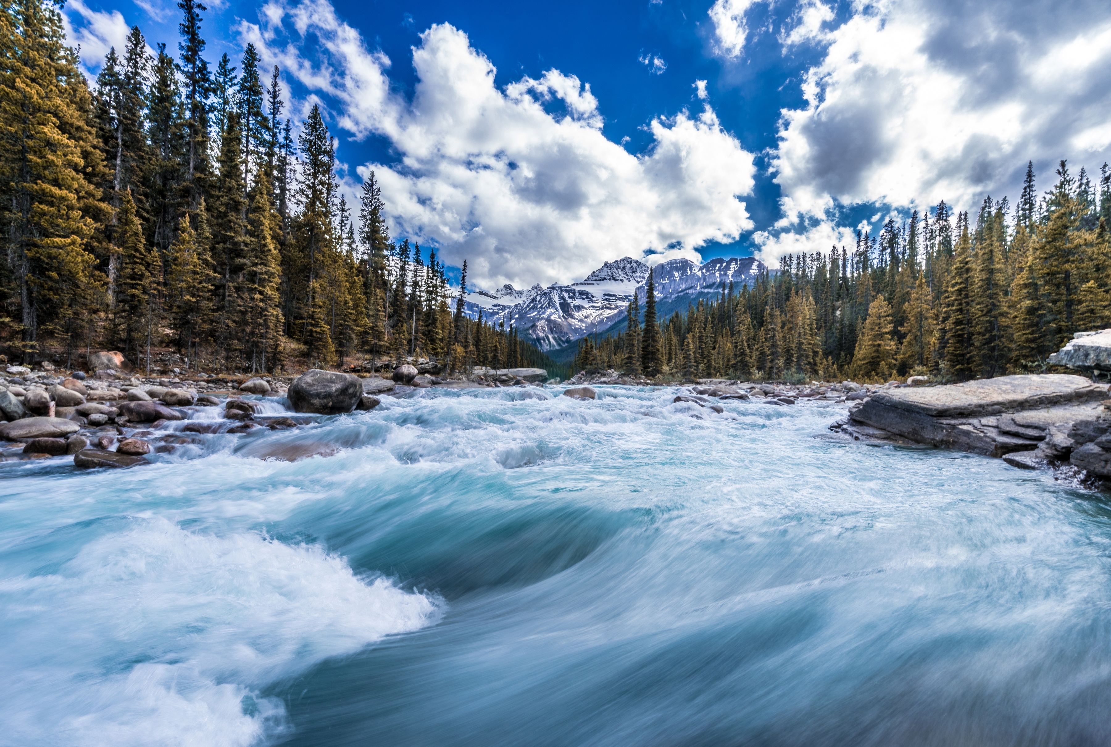 River flowing through a forest in the Canadian Rockies HD Wallpaper