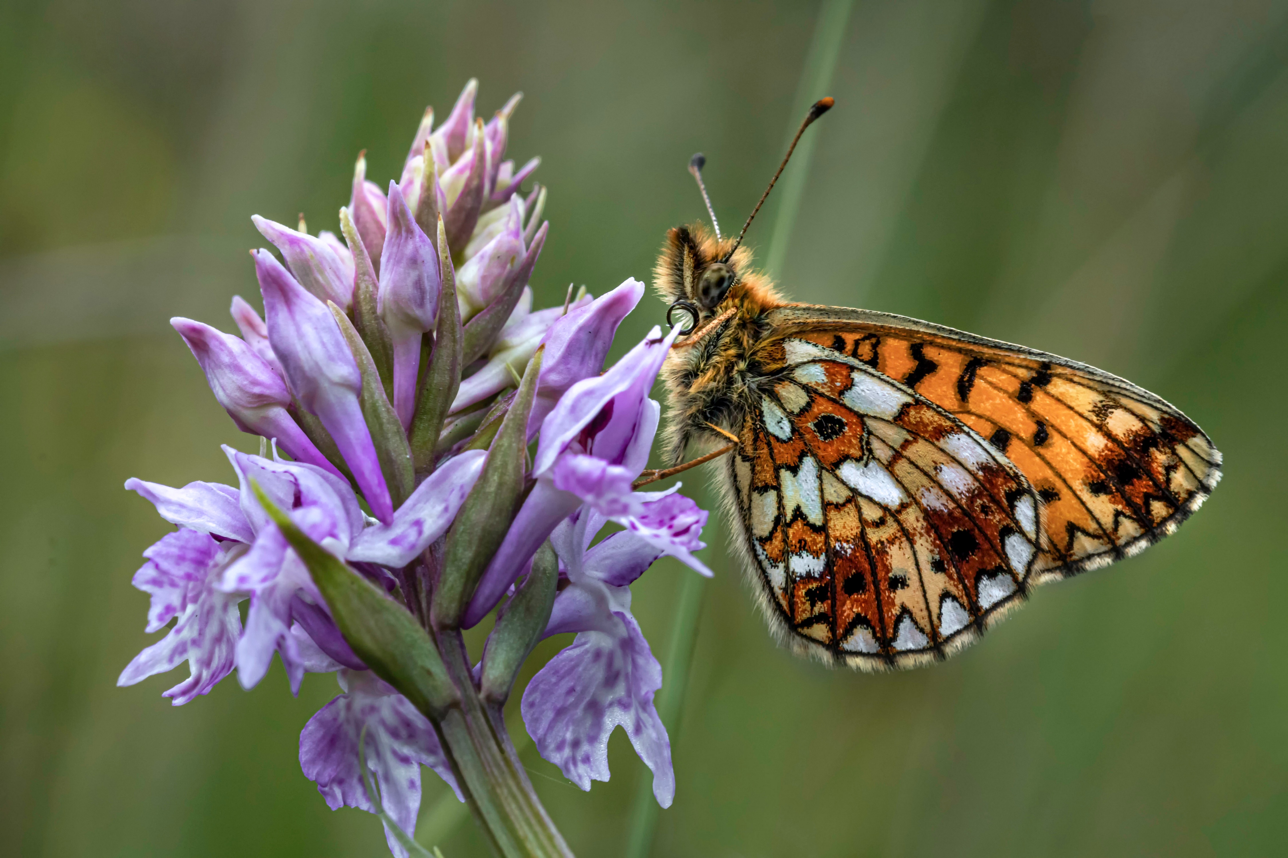 4K Pearl-bordered Fritillary Butterfly on Orchid HD Wallpaper