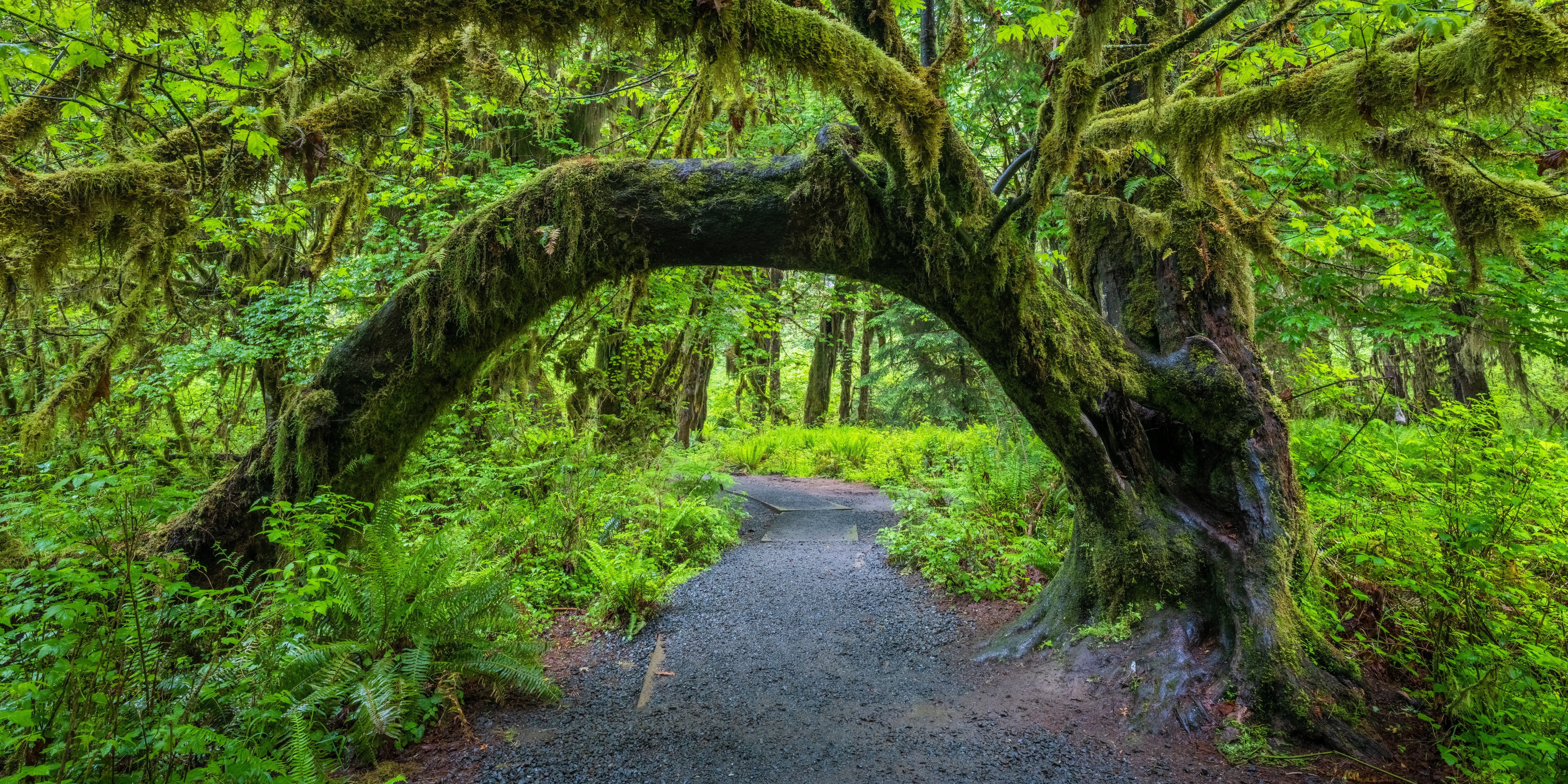 Moss-covered arching tree over a trail in Olympic National Park HD Wallpaper