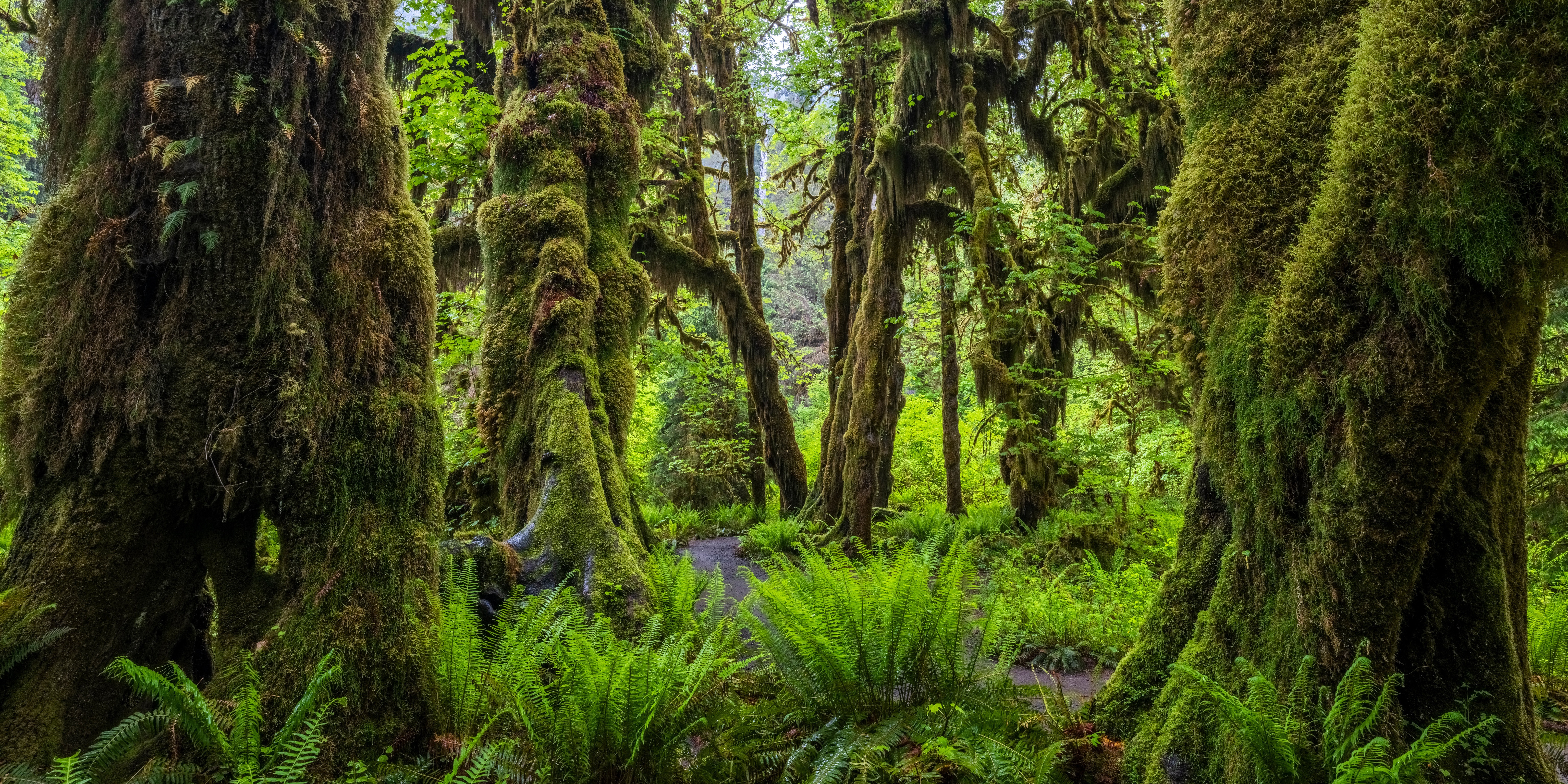 Moss-covered trees in Olympic National Park, Washington HD Wallpaper