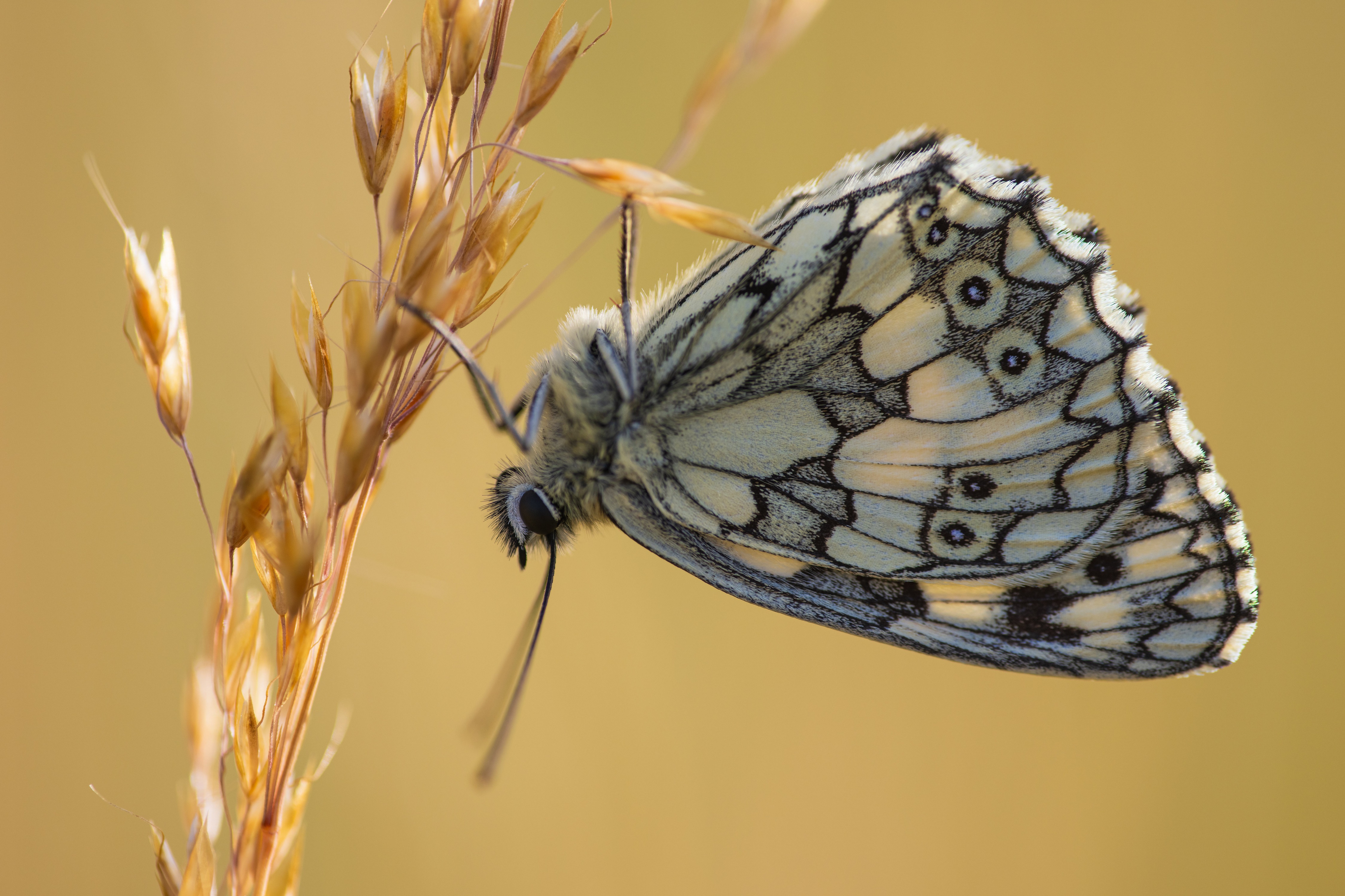 Melanargia galathea butterfly on grass HD Wallpaper