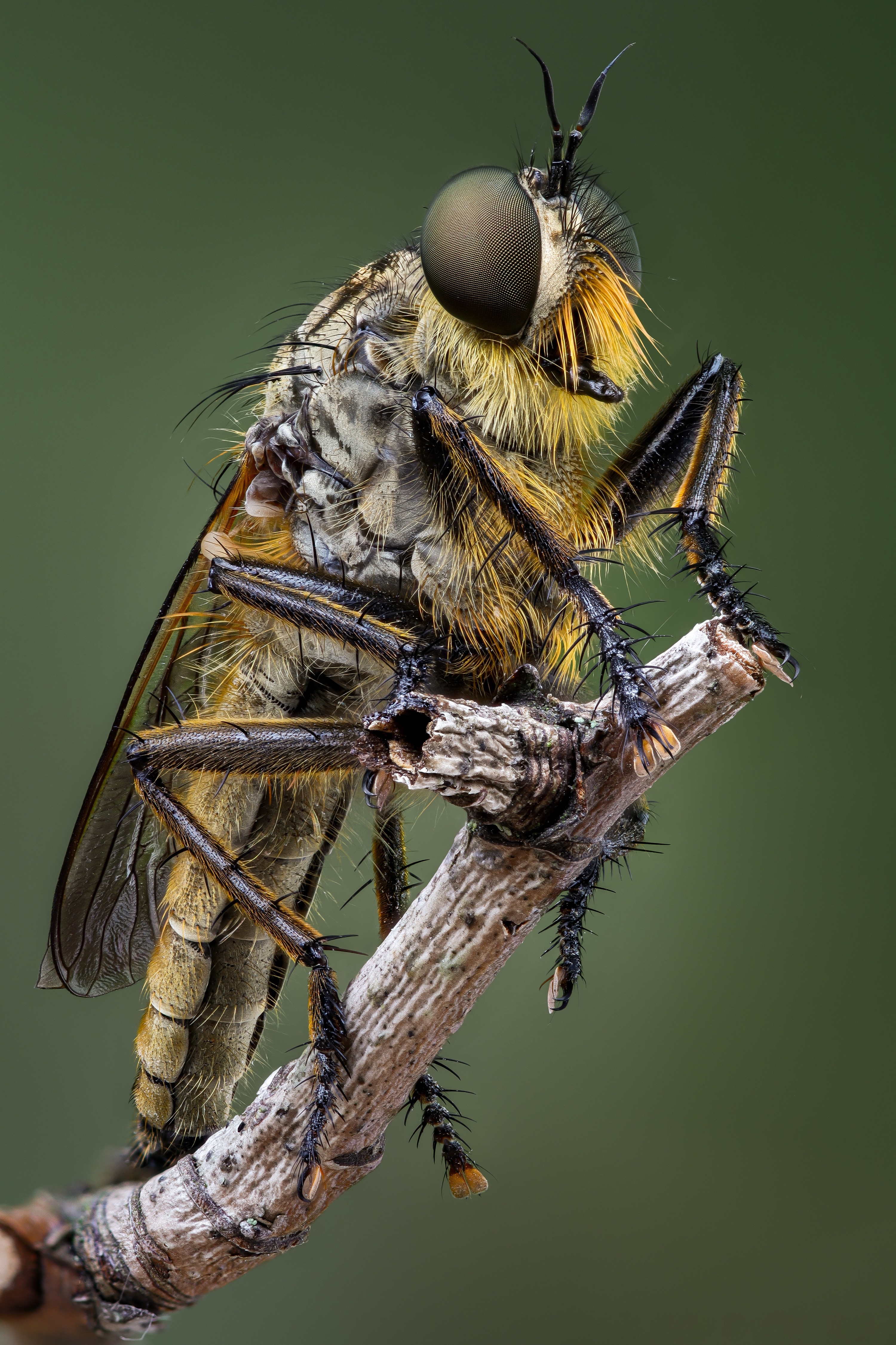 Robber fly with yellow beard on a branch HD Phone Wallpaper