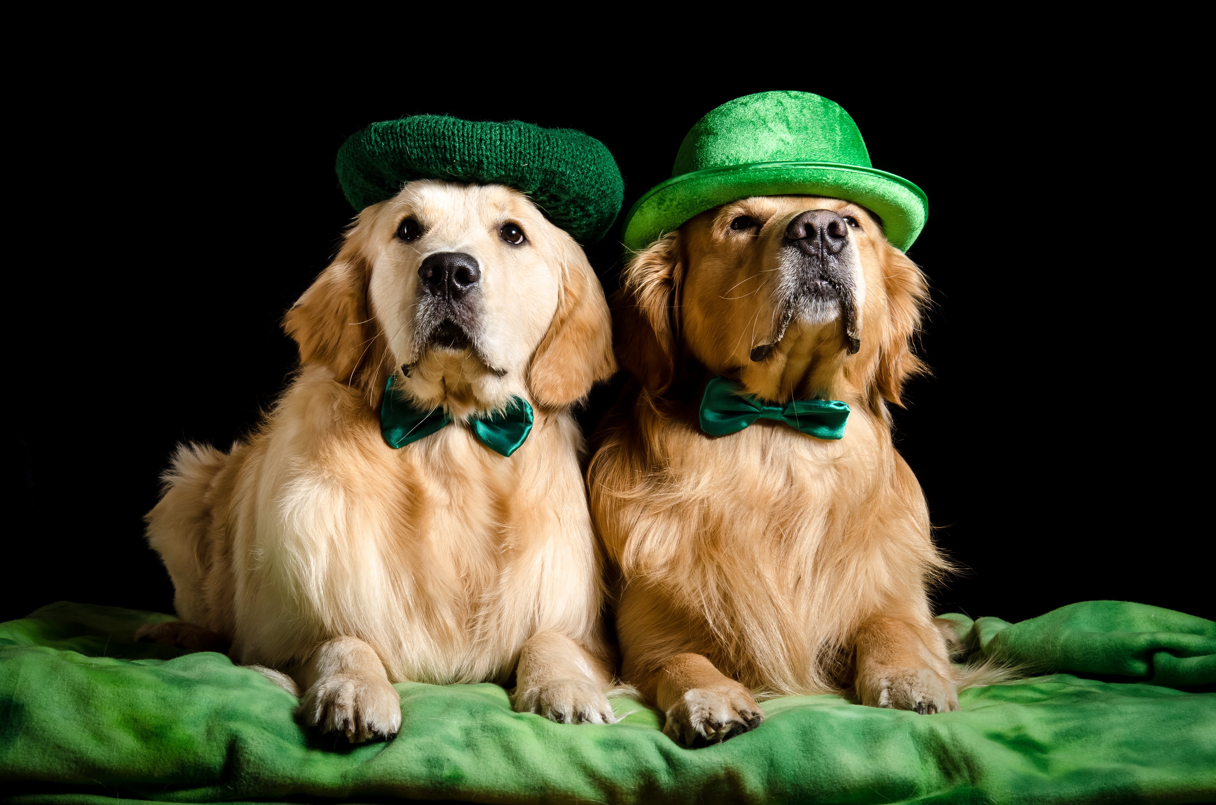 Two Golden Retrievers wearing green hats and bowties HD Wallpaper