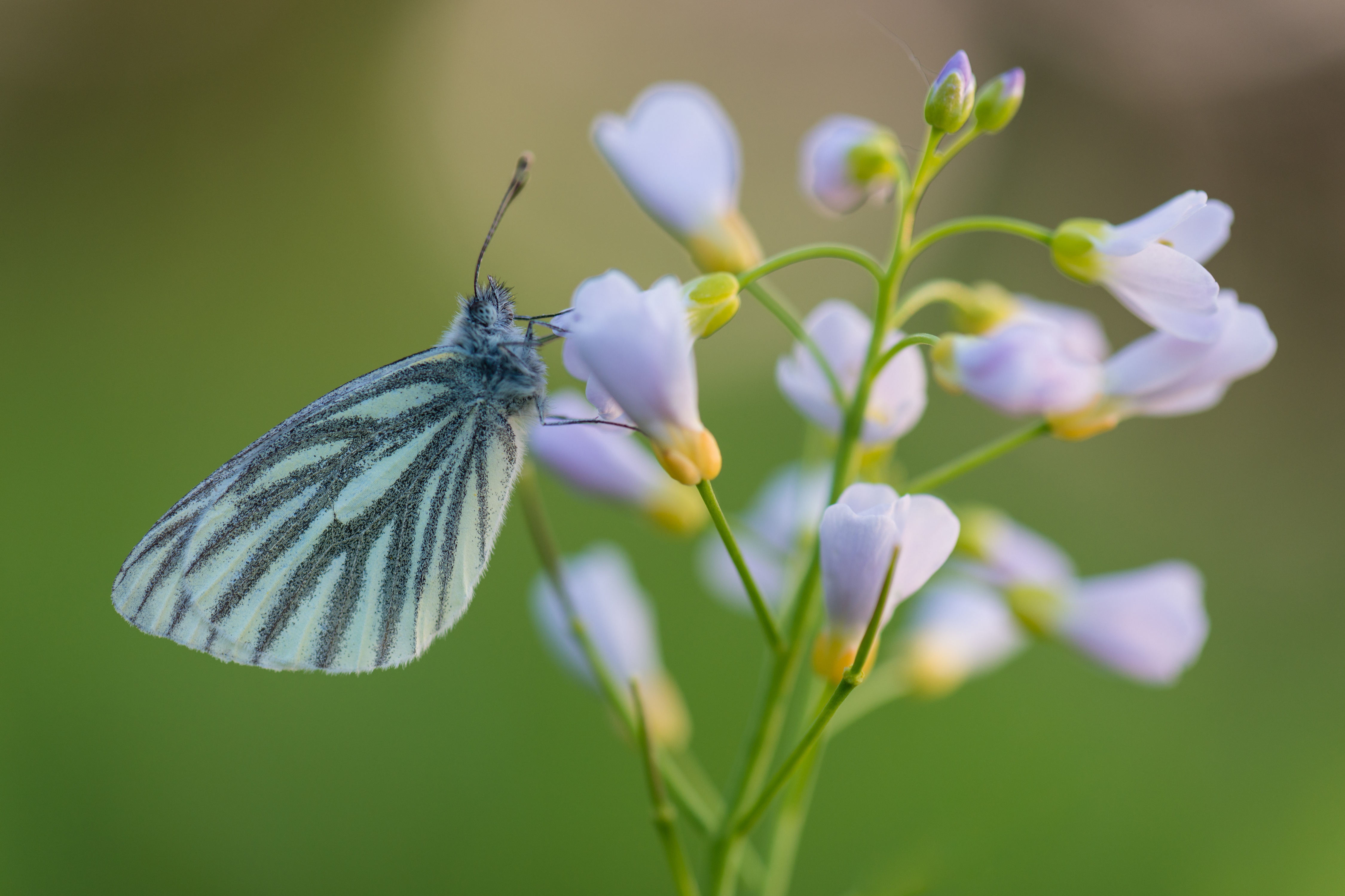 4K Pieris napi butterfly on flowers HD Wallpaper