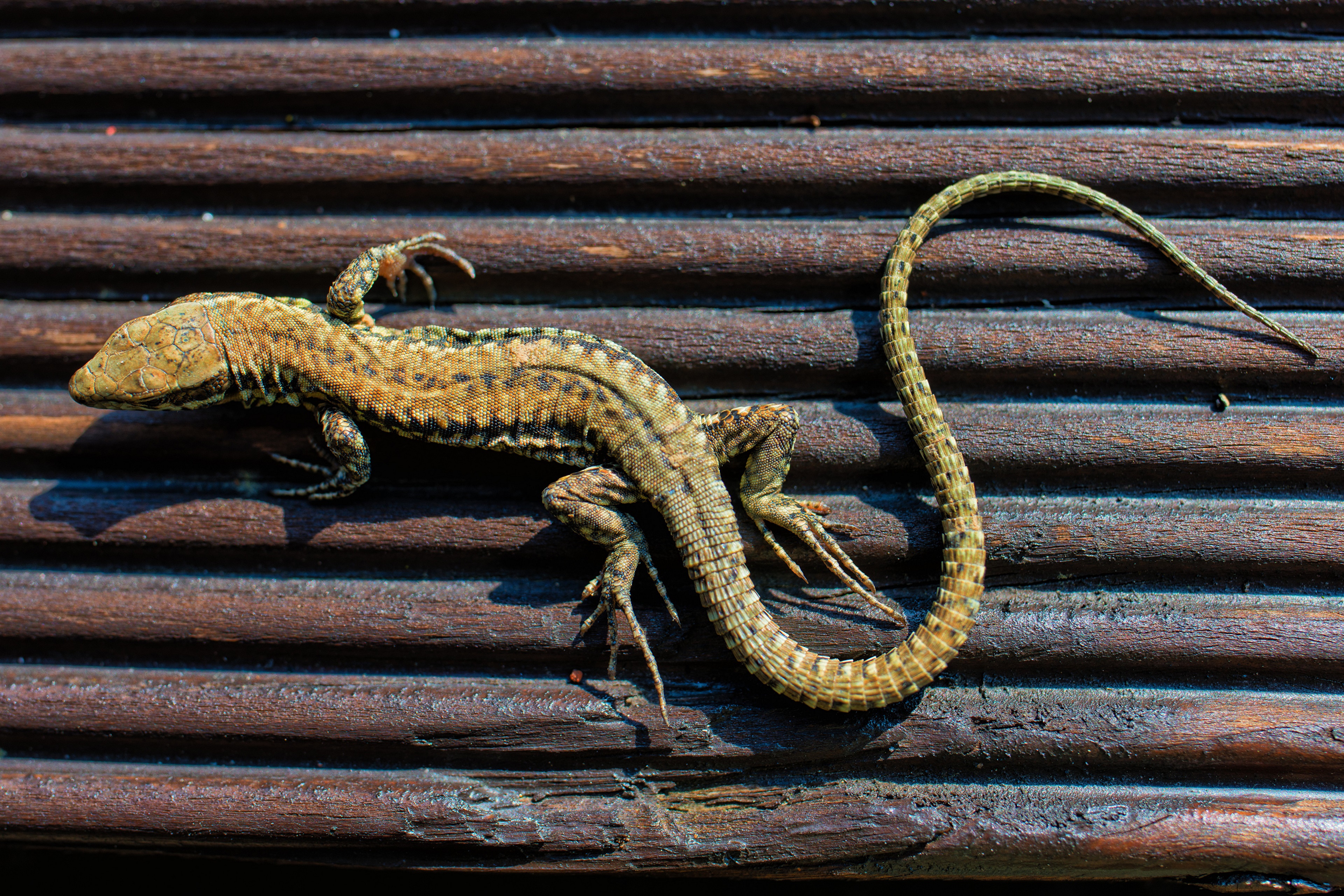 Lizard on wooden surface, closeup, 4K HD Wallpaper