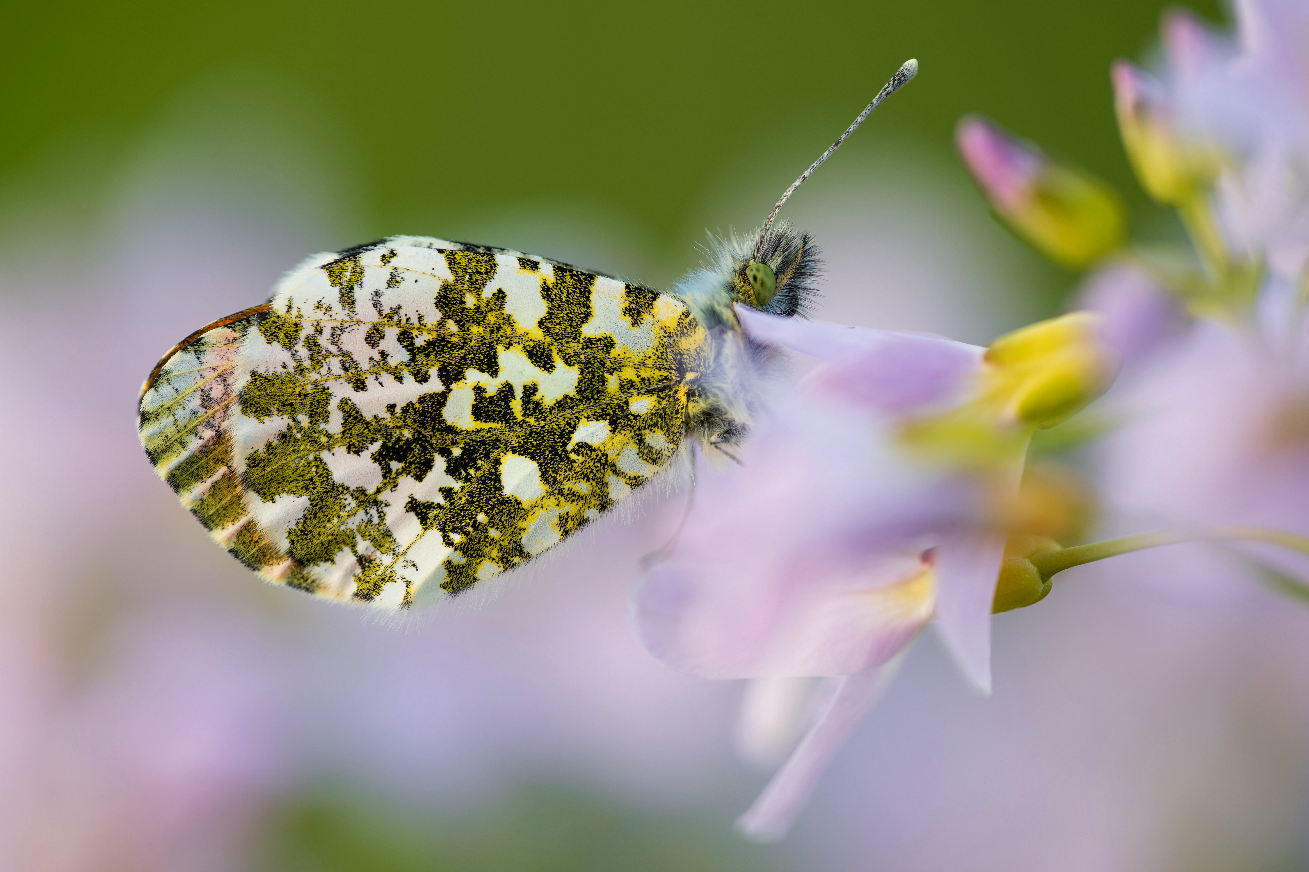 Anthocharis cardamines butterfly on a flower HD Wallpaper