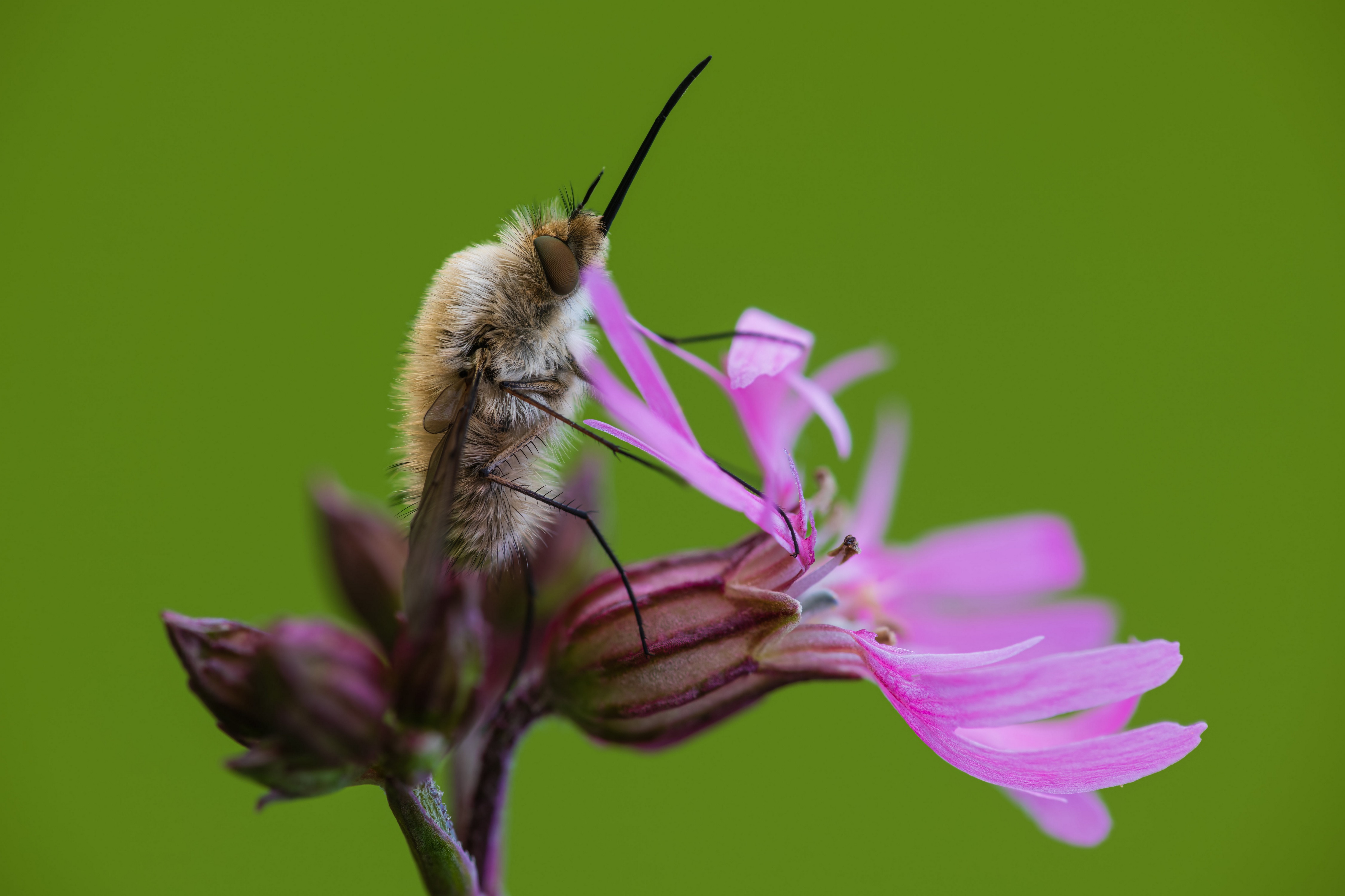 Bombylius major on pink flower HD Wallpaper