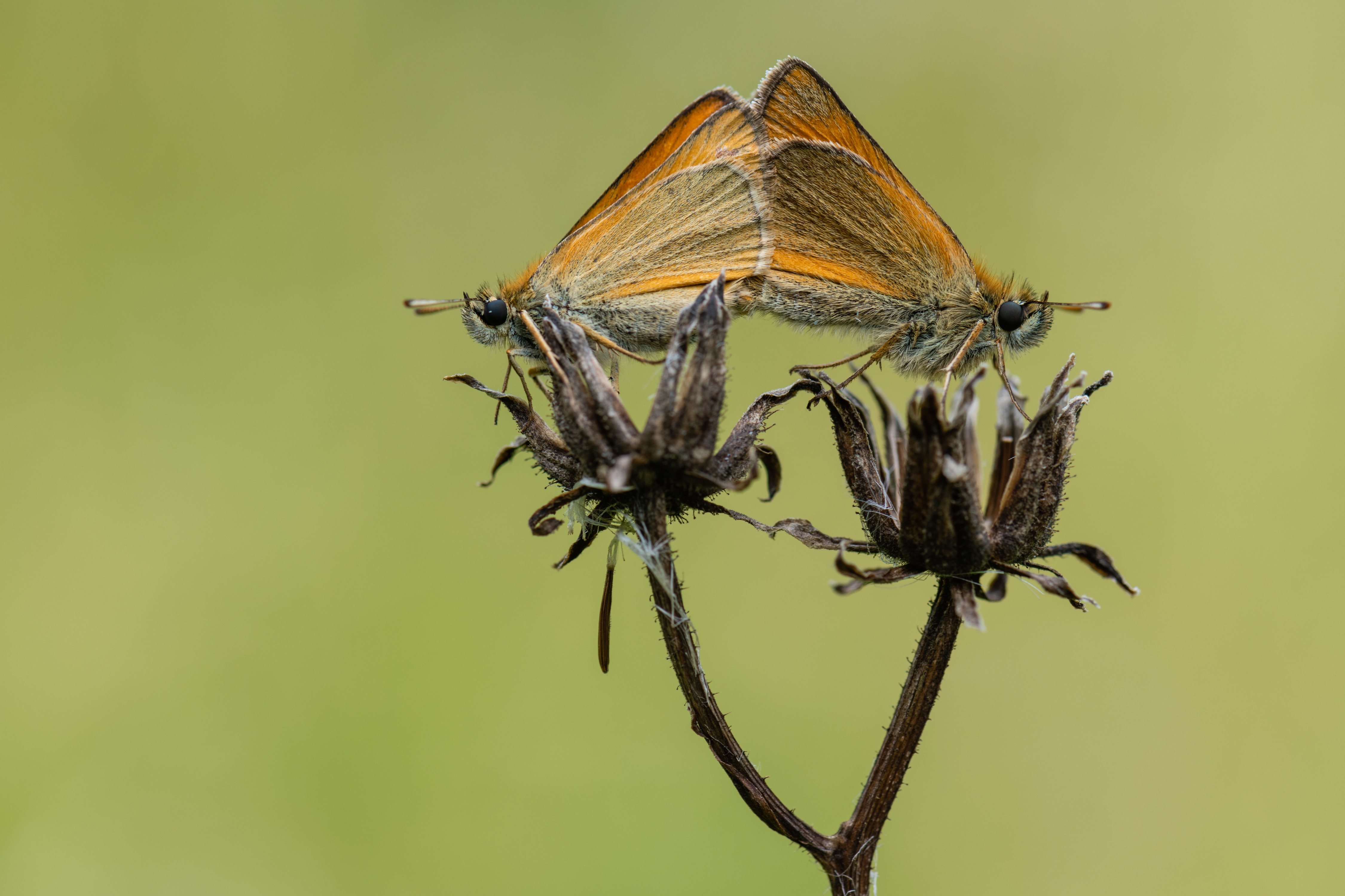 Two Skippers Mating on a Dried Flower HD Wallpaper