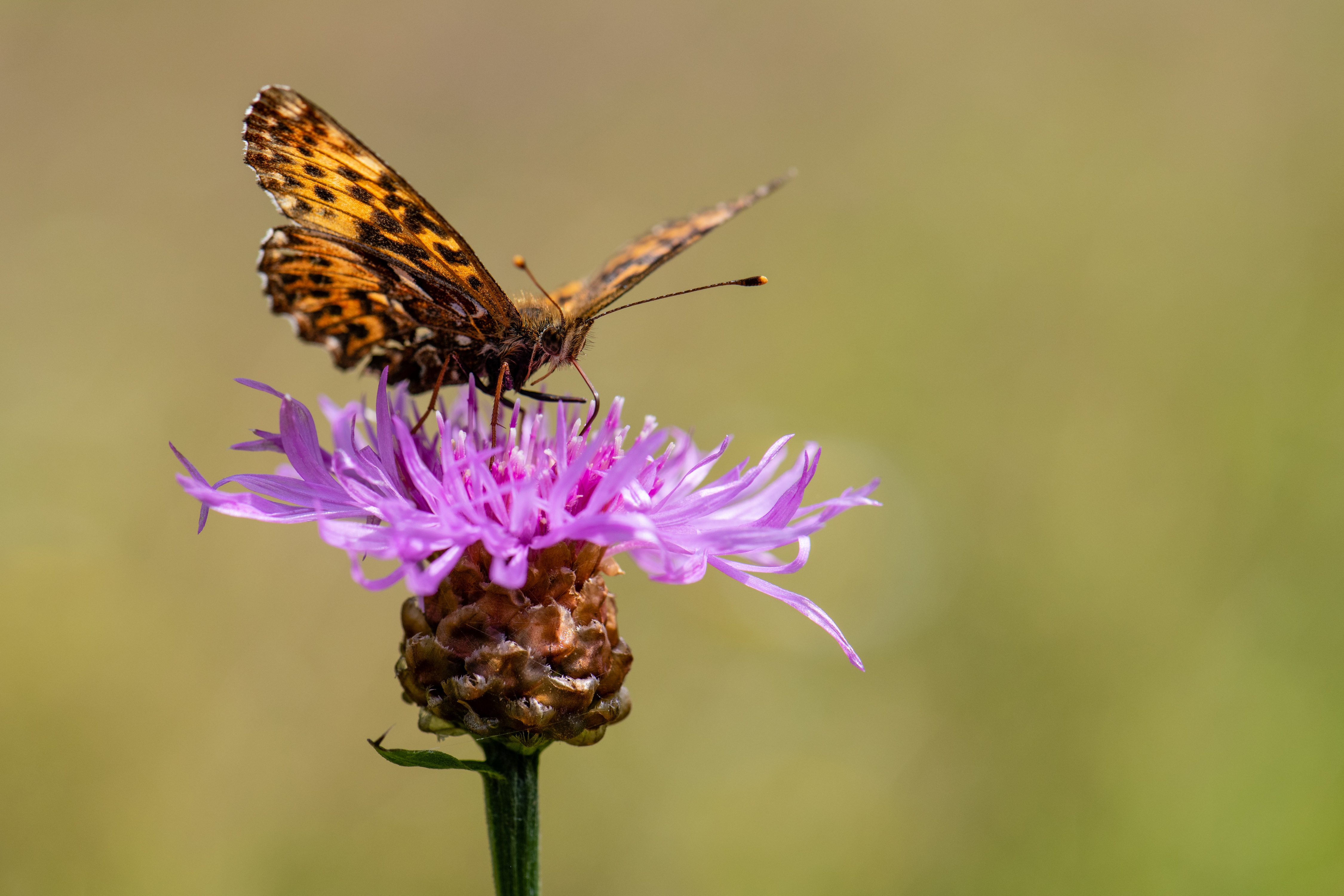 4K Butterfly on Purple Flower HD Wallpaper