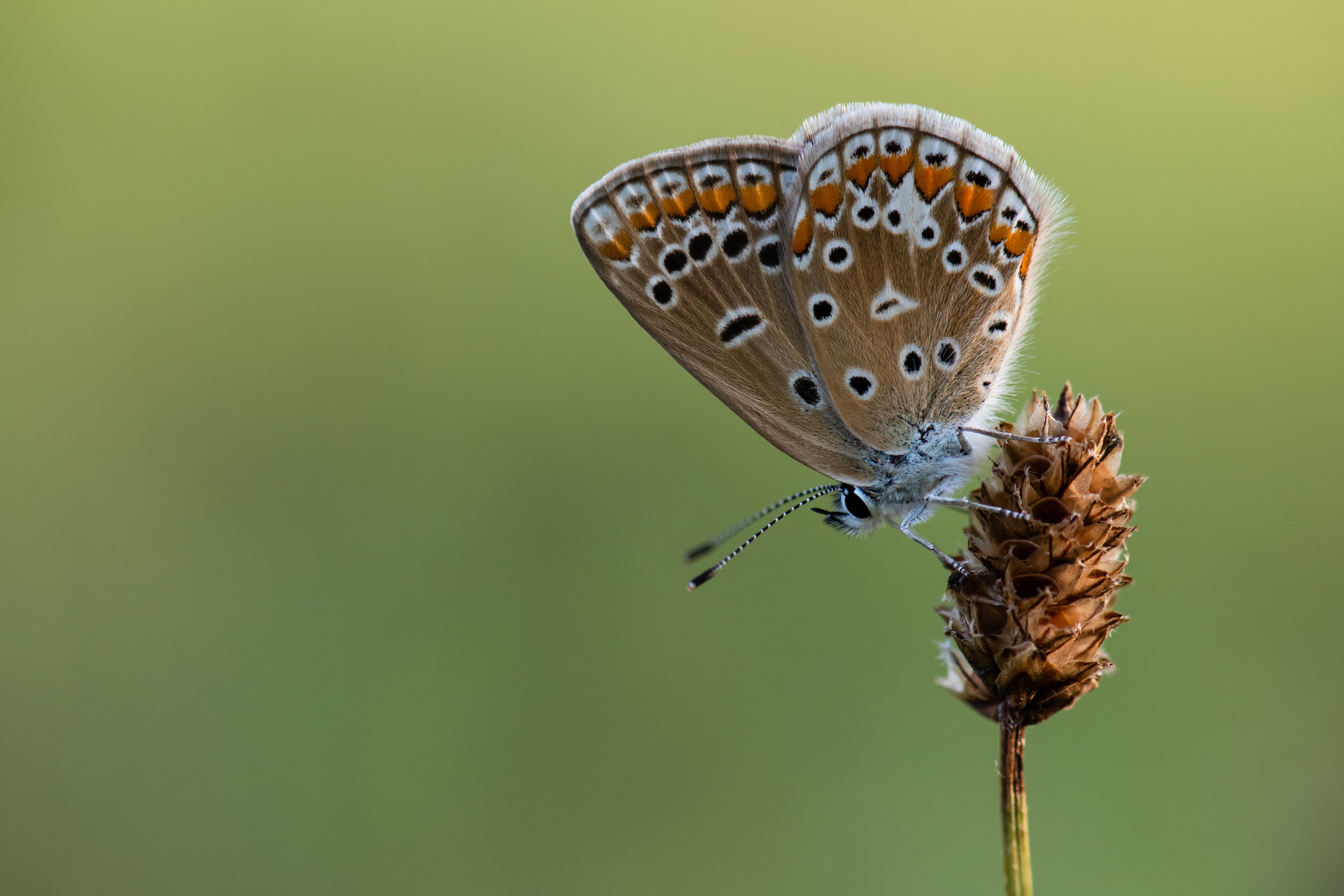 Common Blue butterfly on a dried plant HD Wallpaper