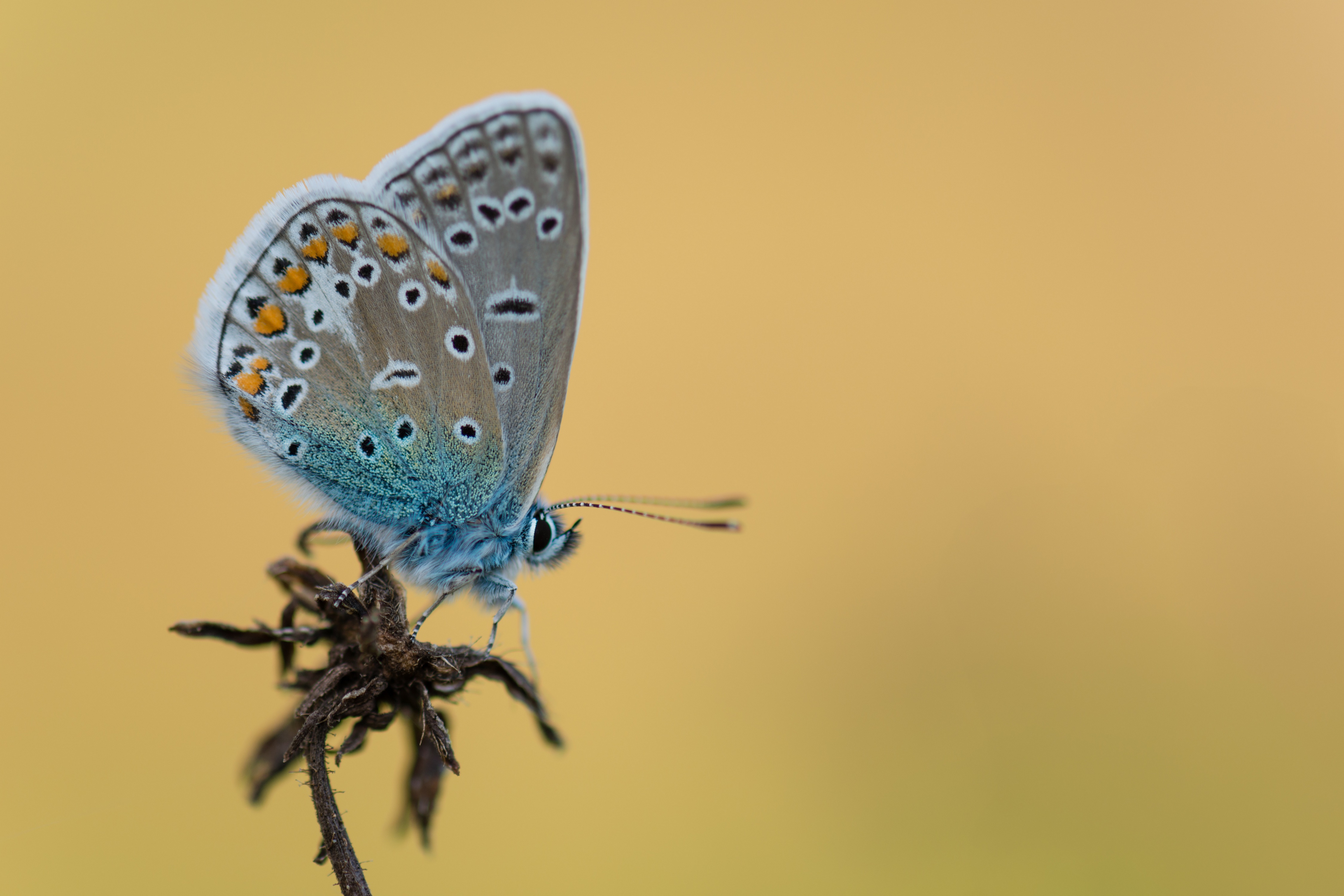 Polyommatus Icarus Butterfly on Dry Plant HD Wallpaper