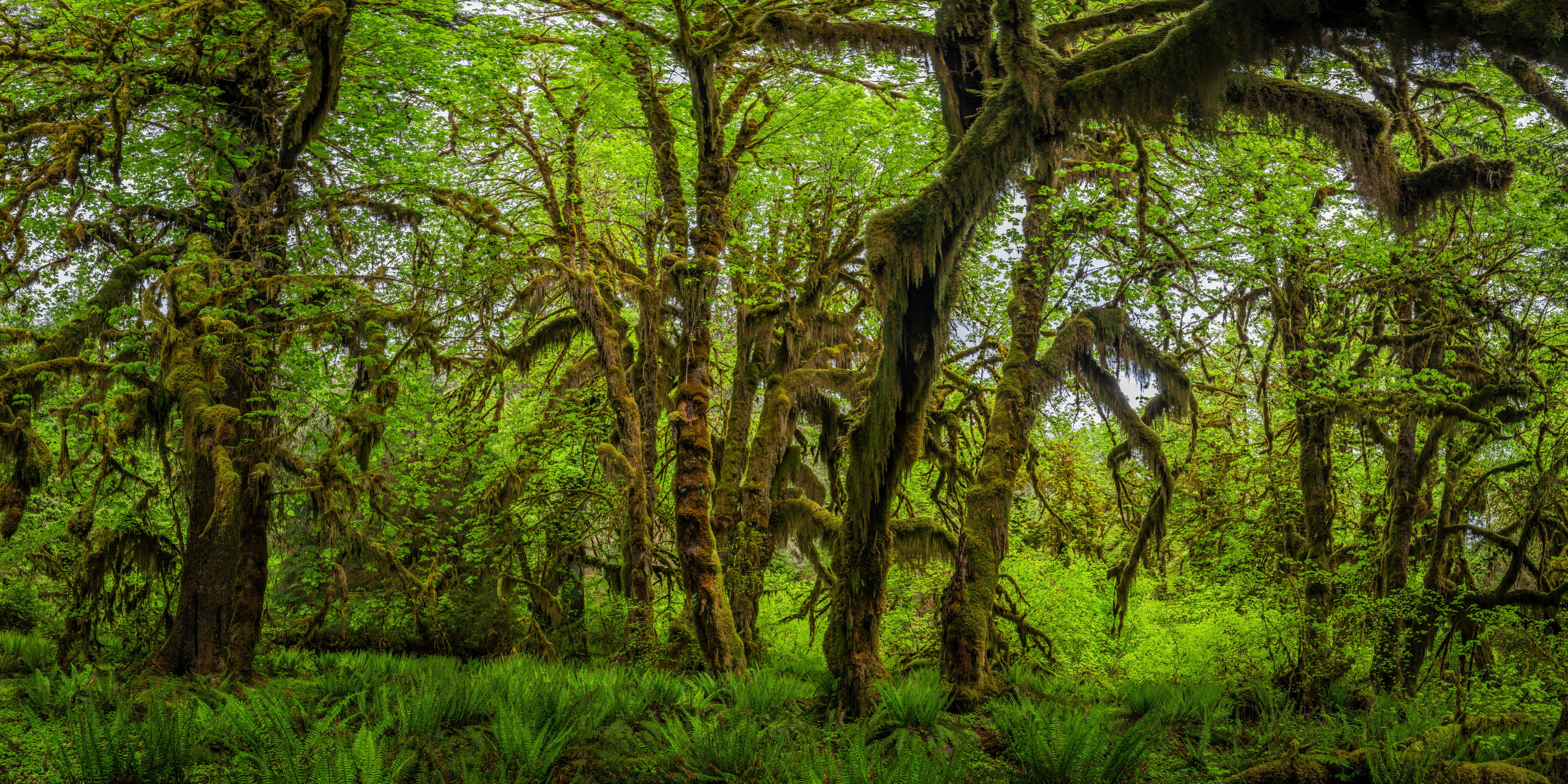 Moss-covered trees in Olympic National Park, Washington HD Wallpaper