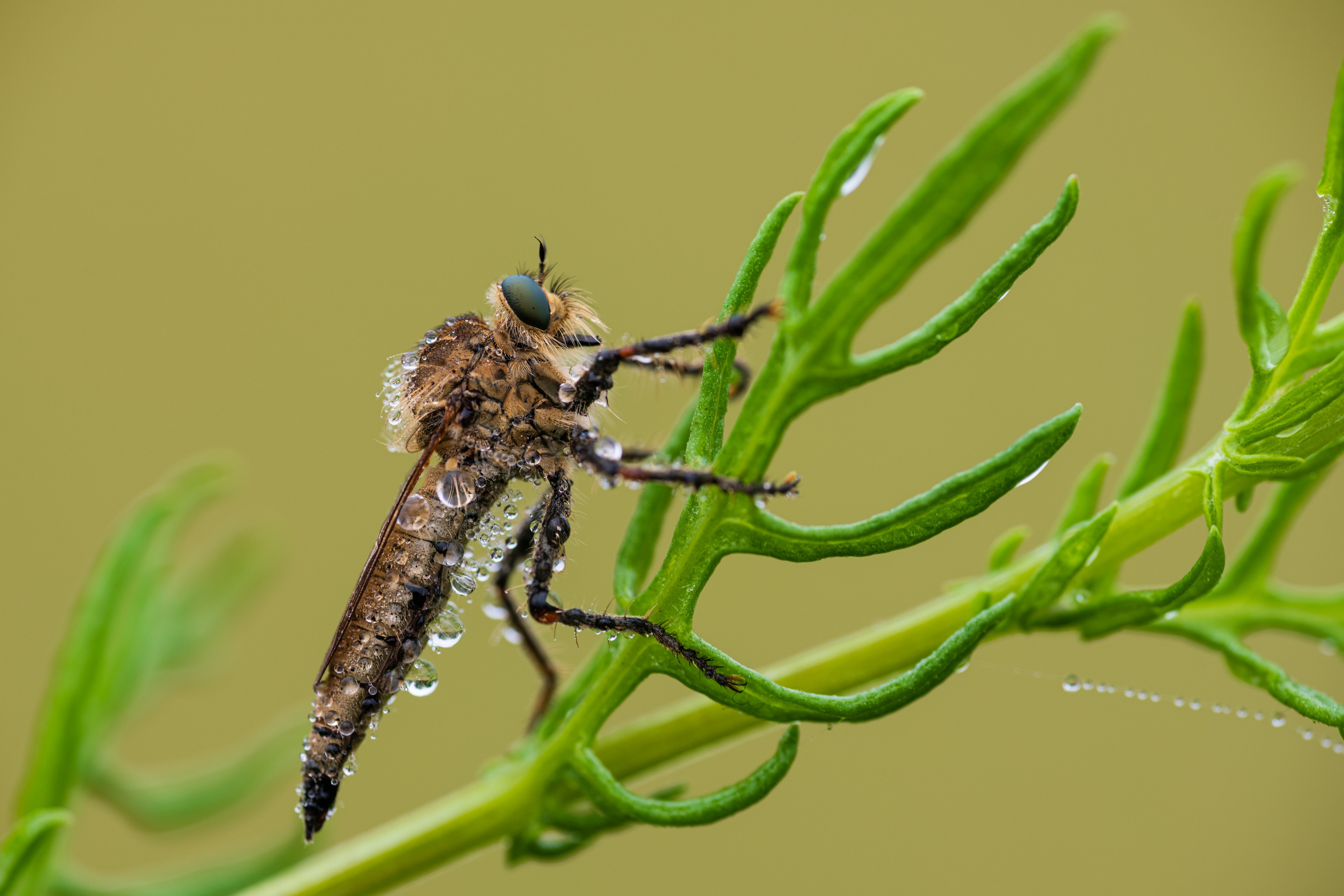 Robber fly covered in water drops on a plant HD Wallpaper