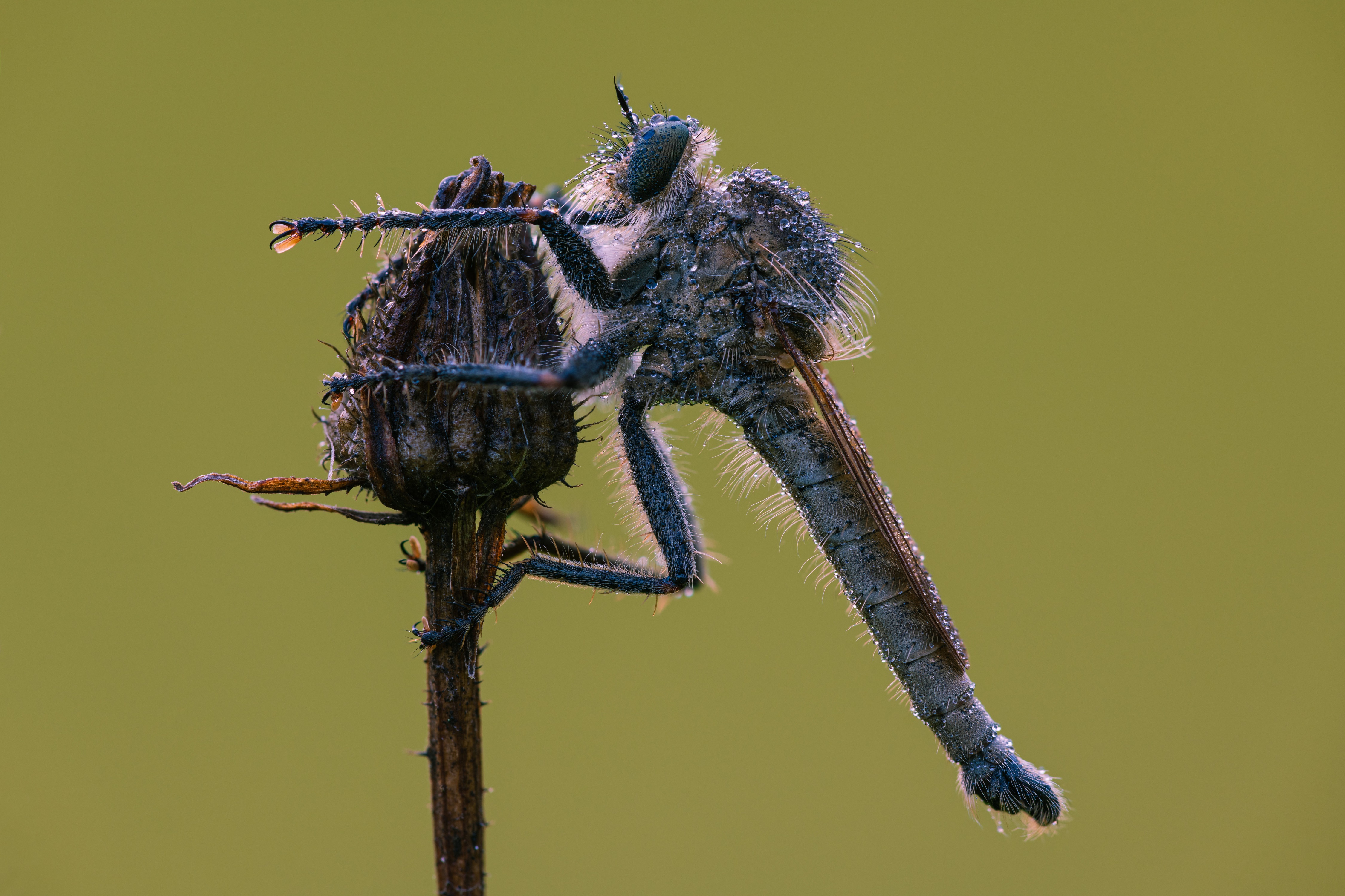 Robber fly with water drops on a dry plant HD Wallpaper