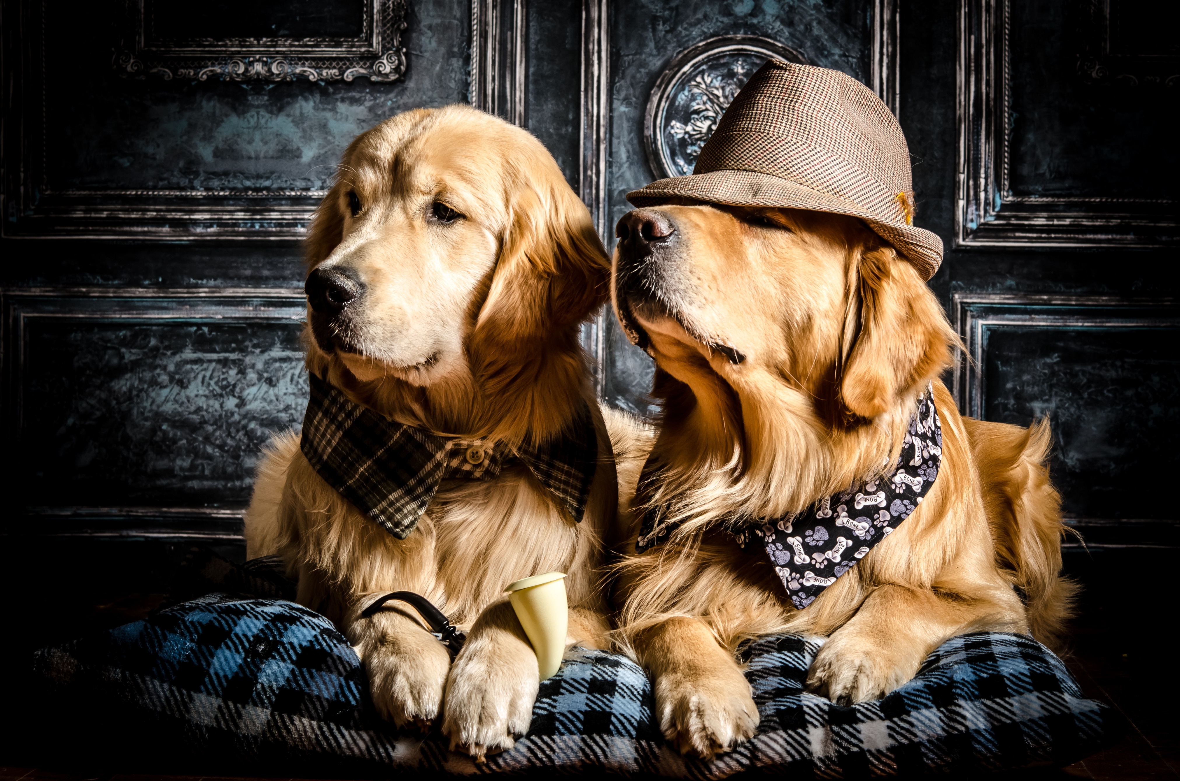 Two Golden Retrievers with Hats and Scarves HD Wallpaper