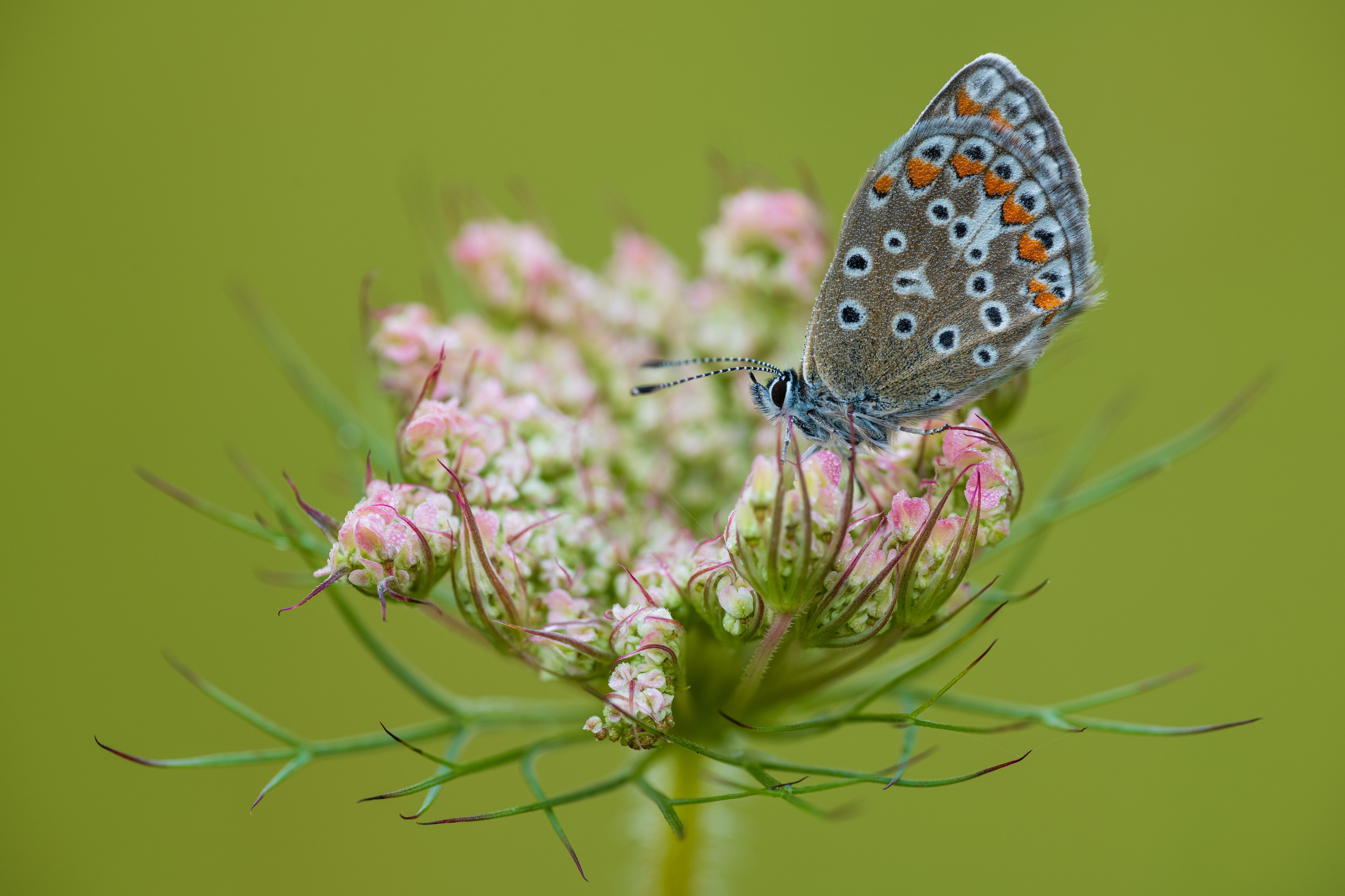 Butterfly on a flower HD Wallpaper