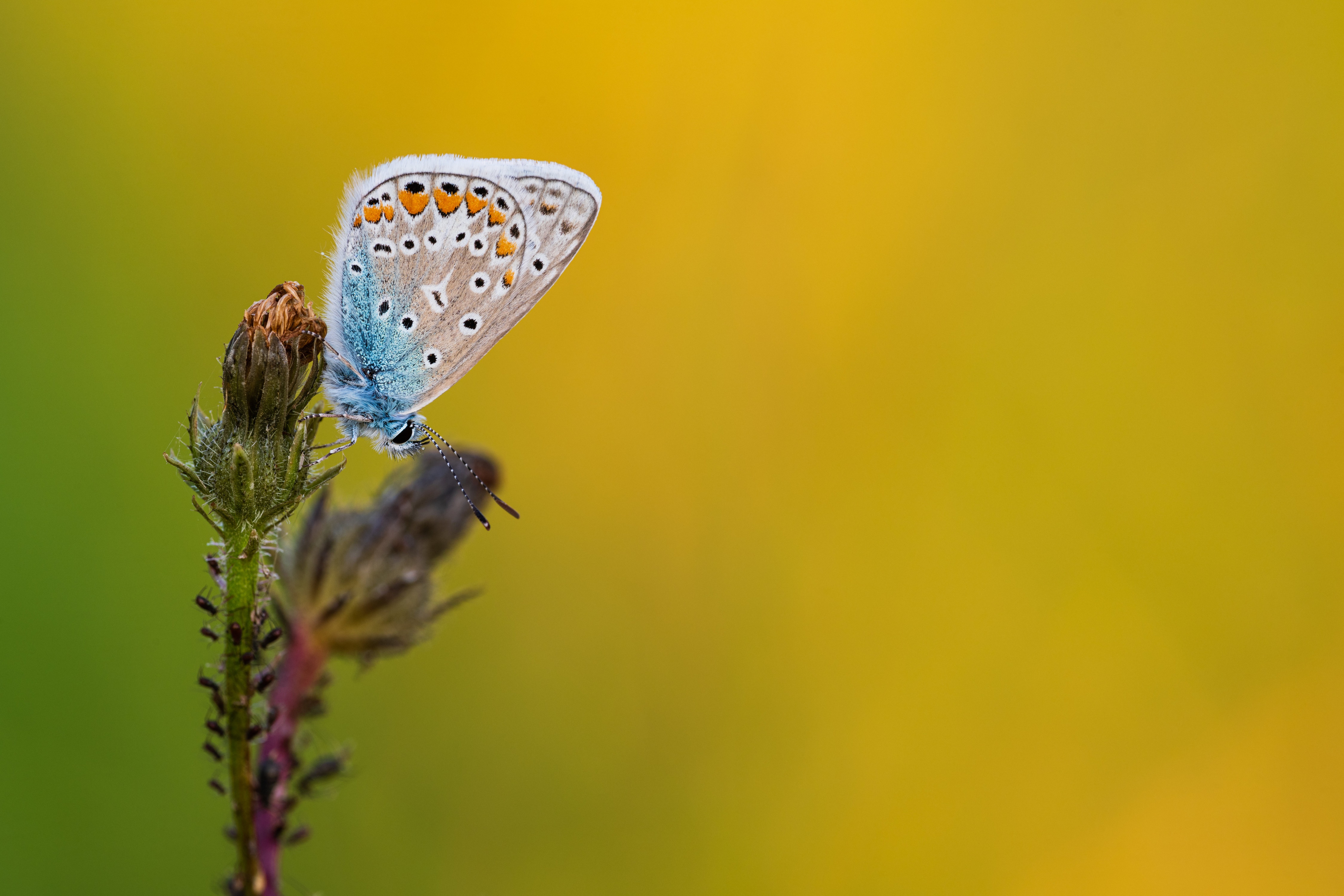 Blue butterfly on a plant with bokeh background HD Wallpaper