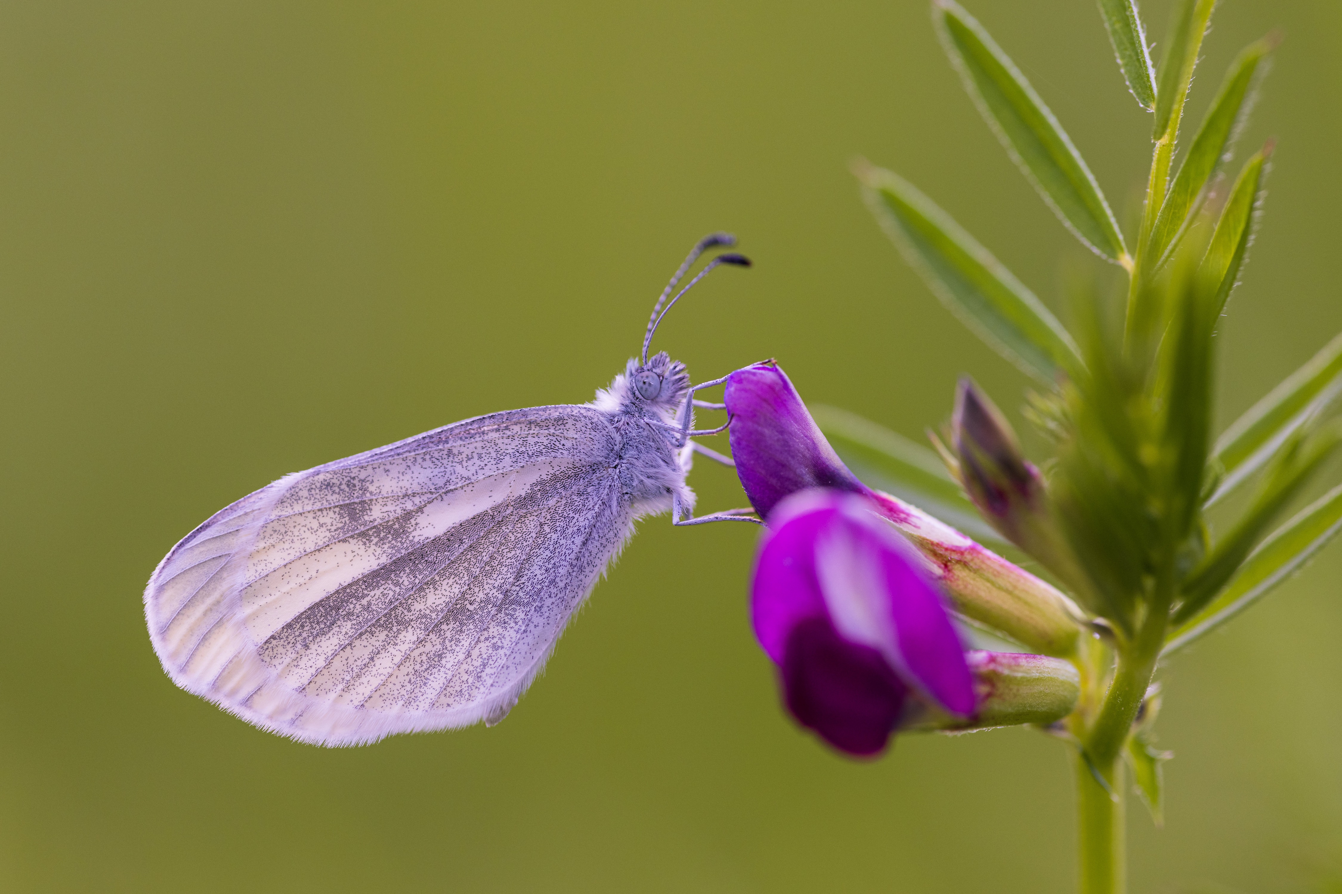 4K Leptidea sinapis butterfly on purple flower HD Wallpaper
