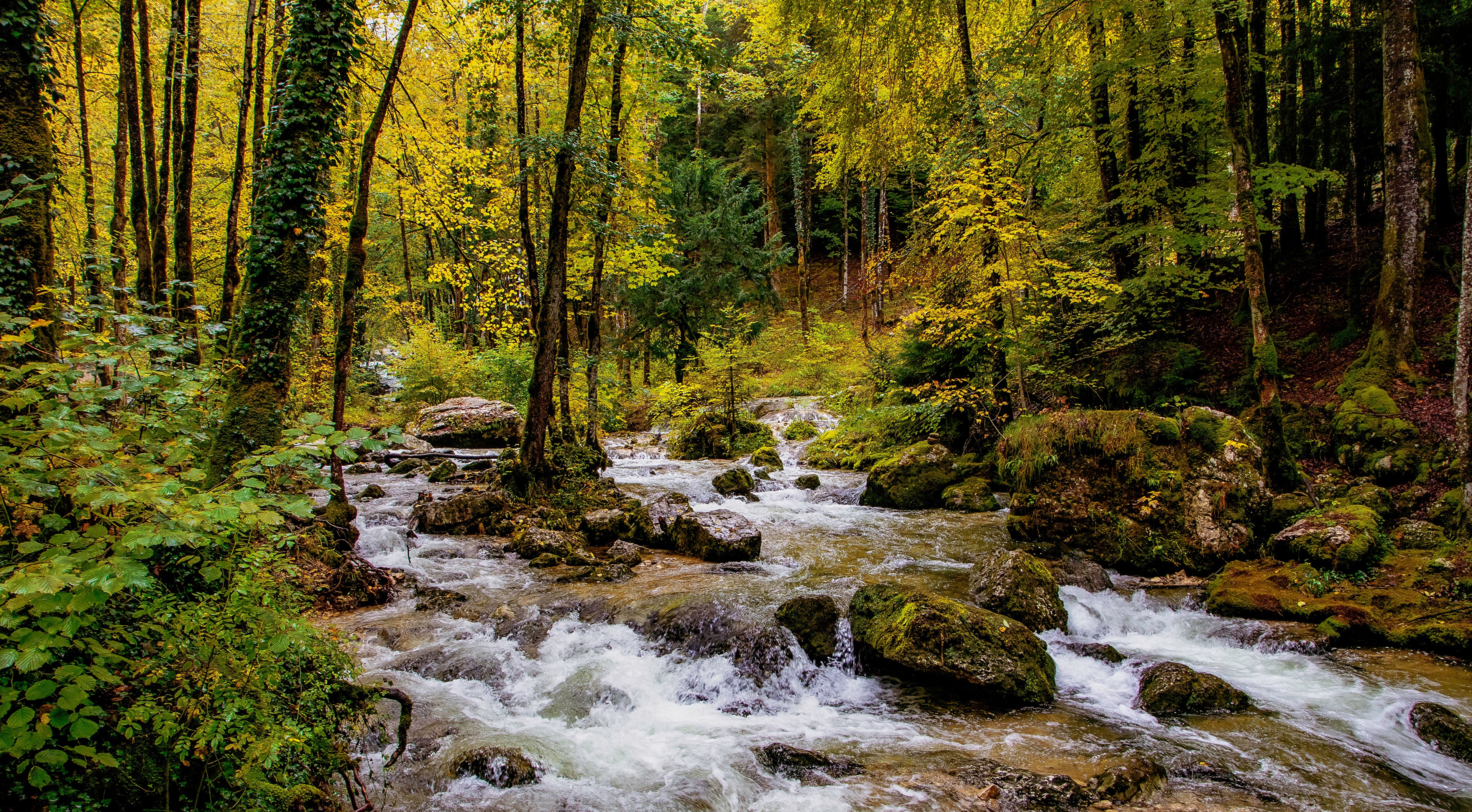 Forest river with rocks and autumn trees HD Wallpaper