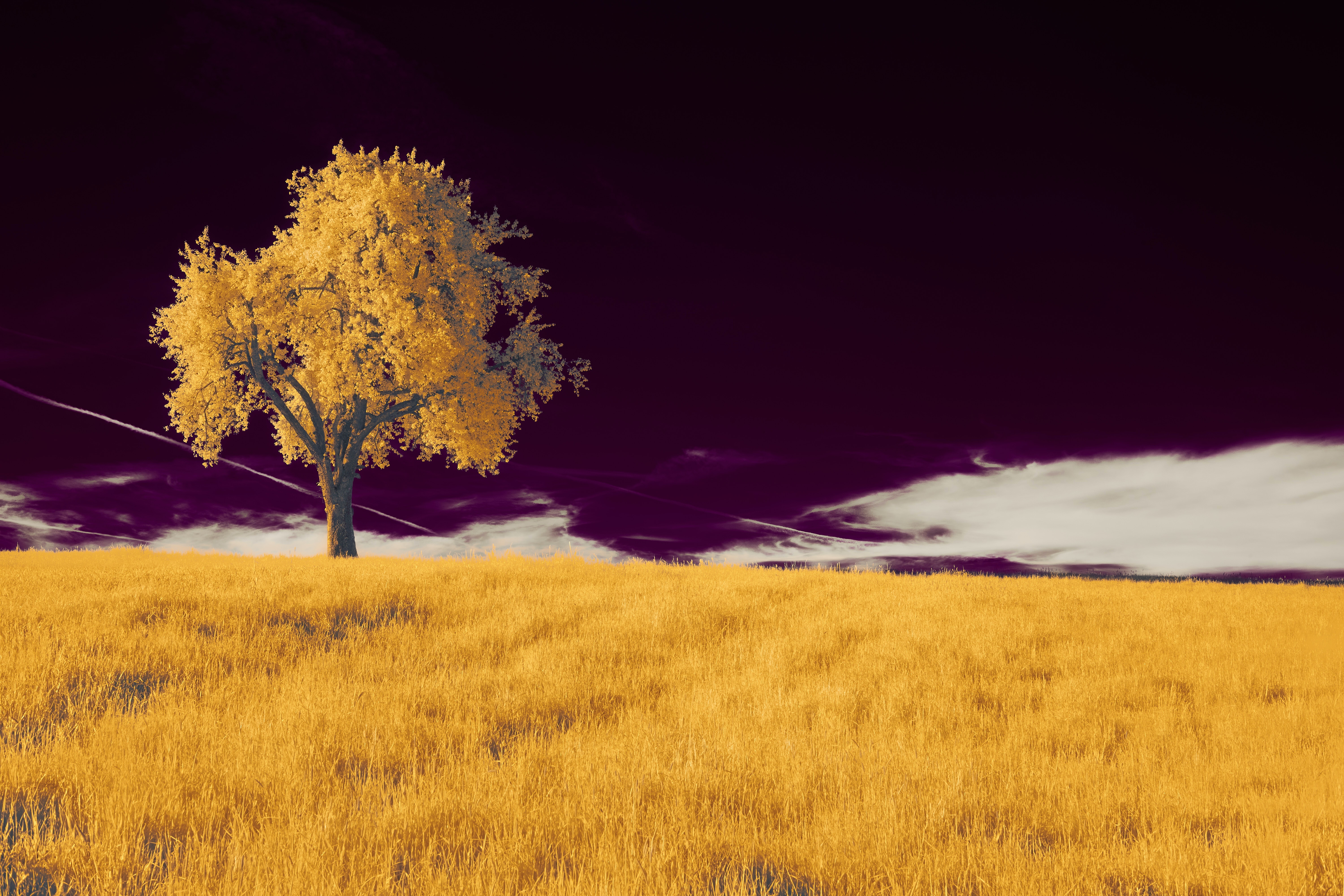 Tree in a golden field under a dark sky HD Wallpaper