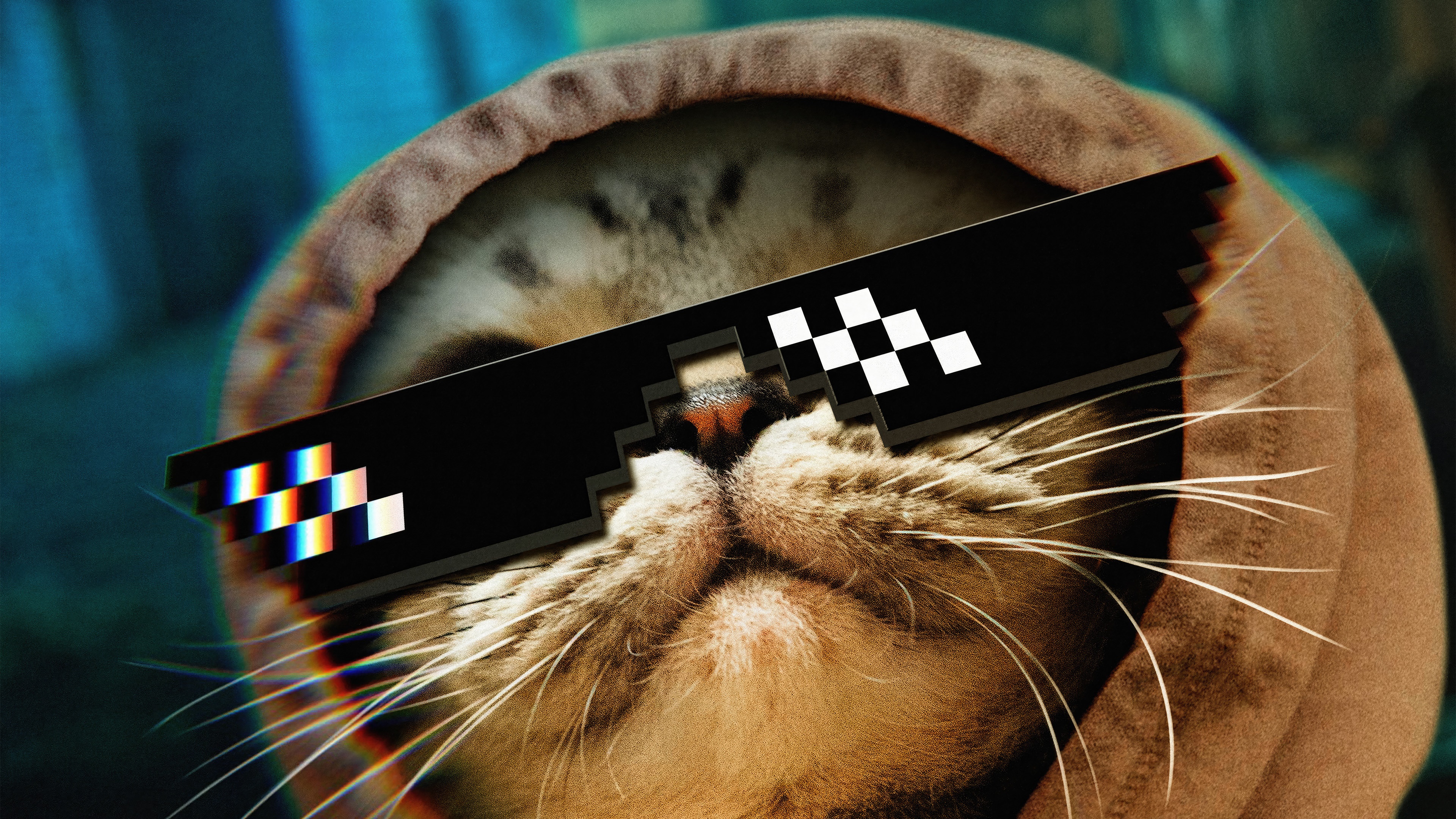 Cat wearing thug life glasses and hoodie HD Wallpaper