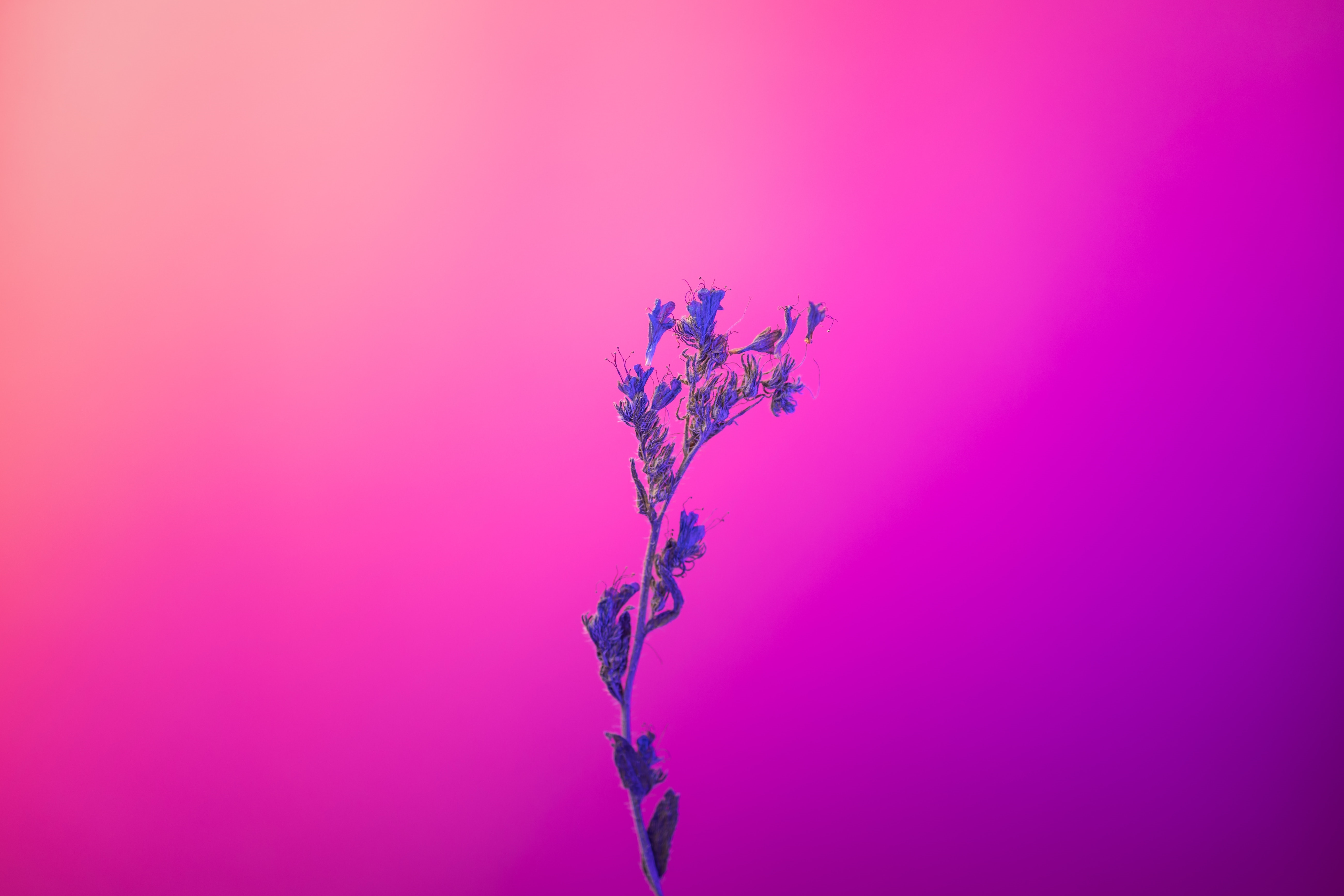 Minimalist flower with pink and purple gradient background HD Wallpaper