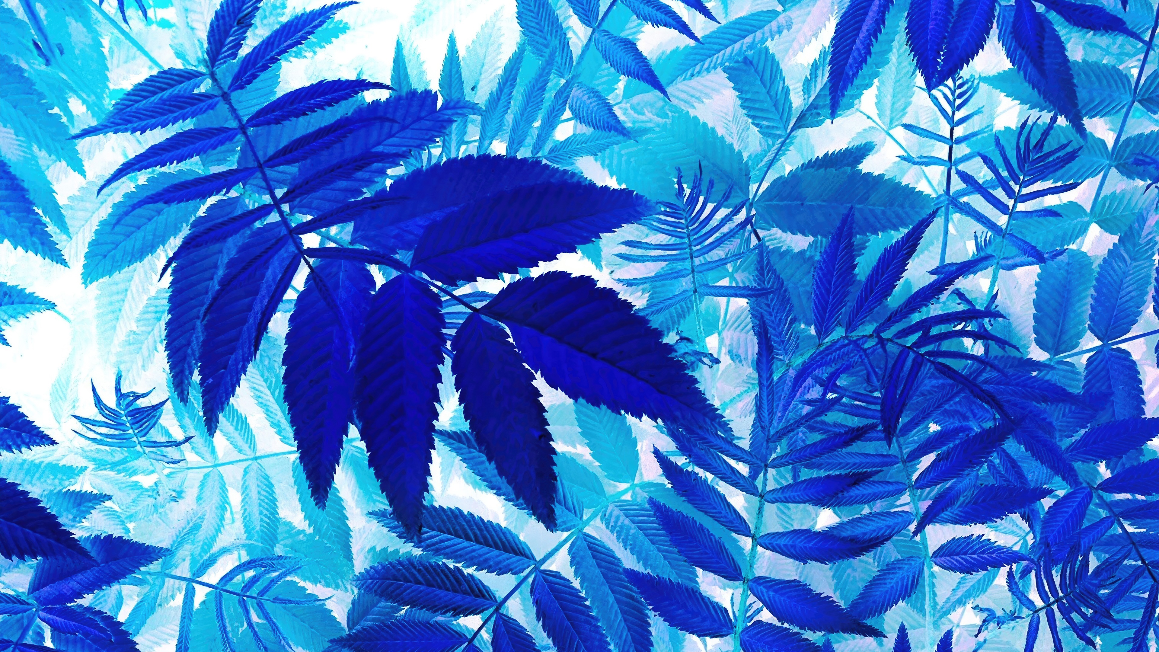 Blue leaves pattern 4K HD Wallpaper