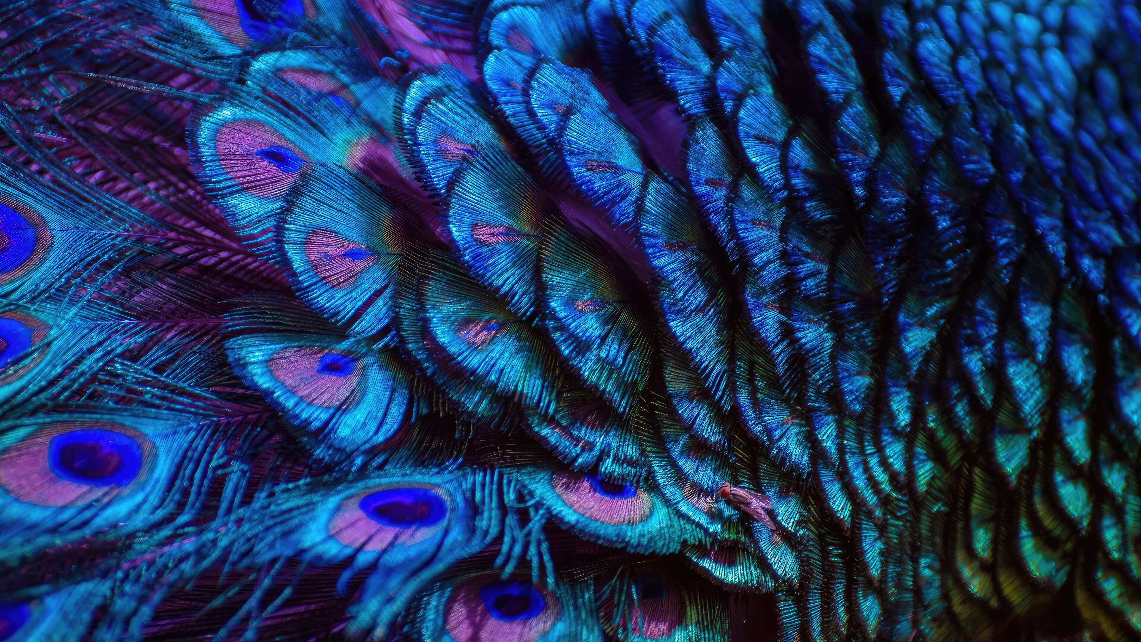 Close-up of Peacock Feathers HD Wallpaper