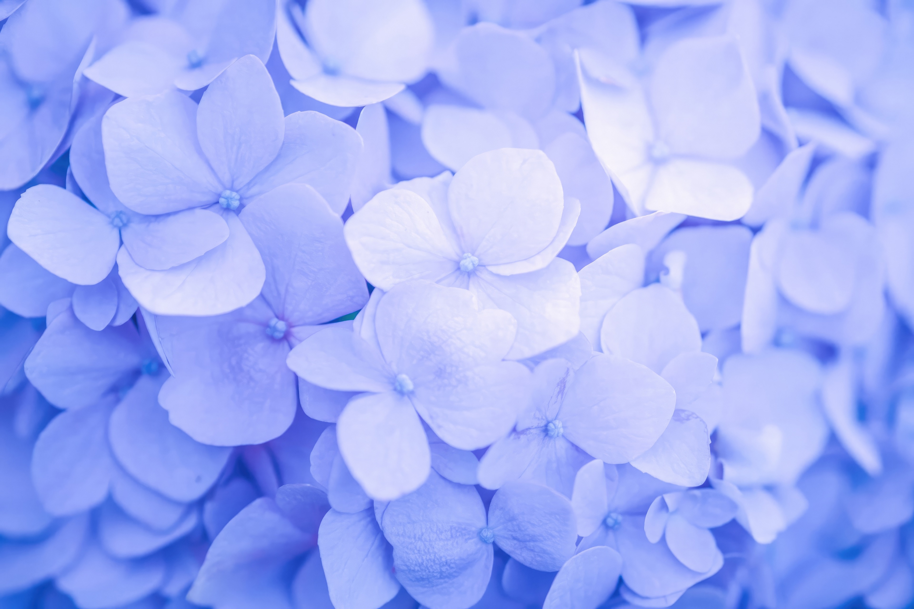 Close-up of blue hydrangea flowers HD Wallpaper