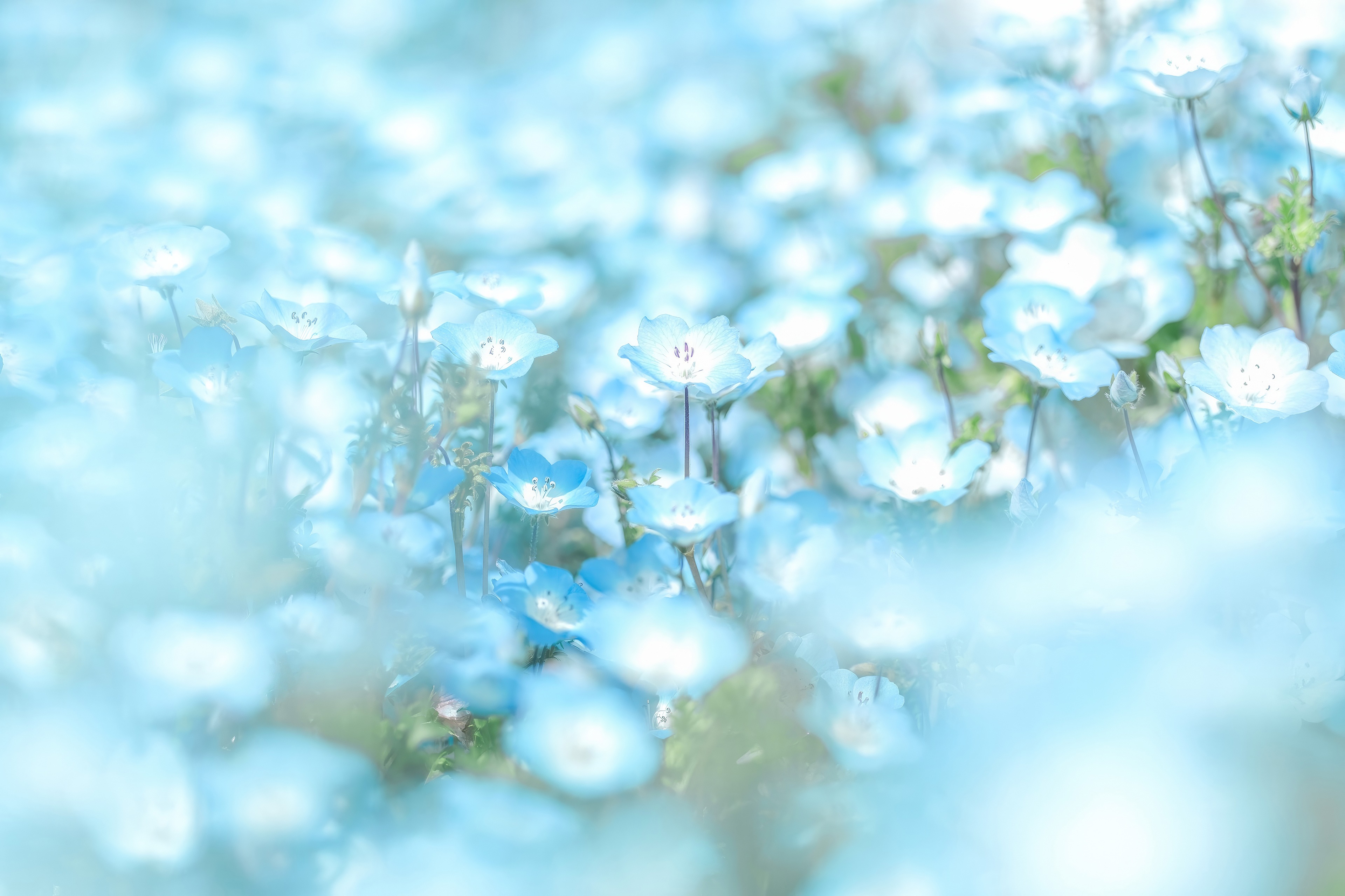 Field of blue Nemophila flowers in 4K HD Wallpaper