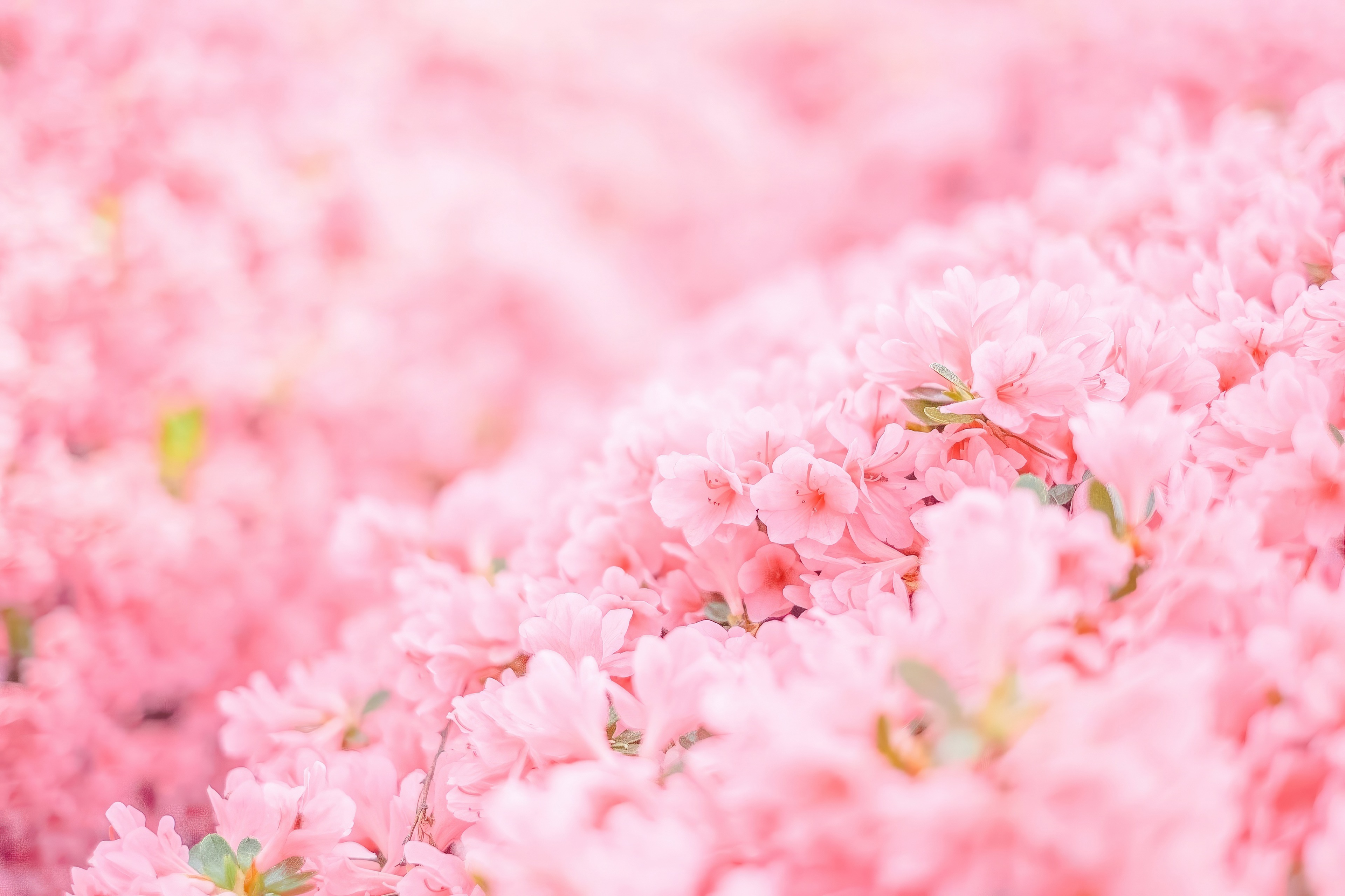 Pink flowers in soft focus 4K HD Wallpaper