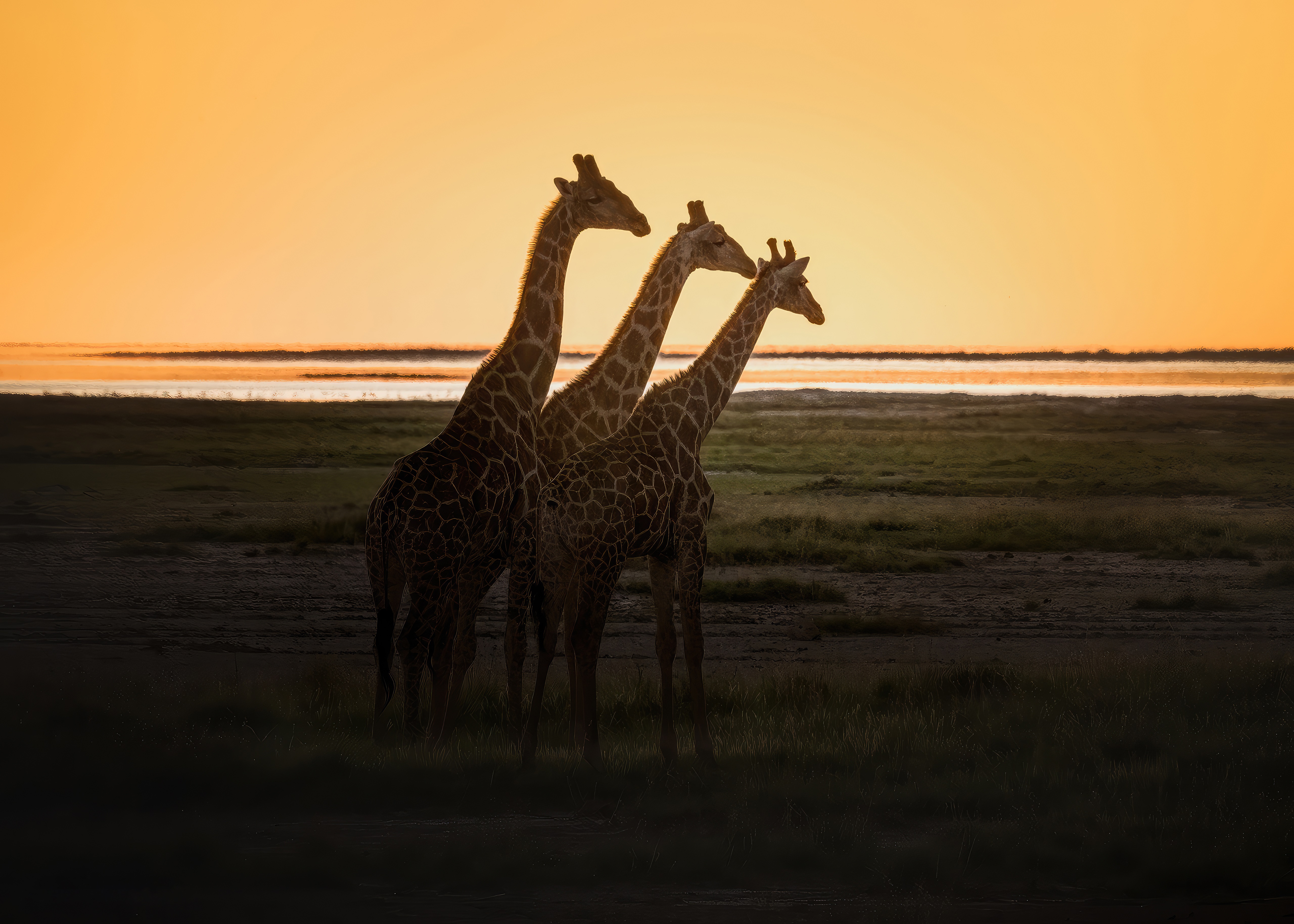Three giraffes silhouetted against an orange sunset HD Wallpaper